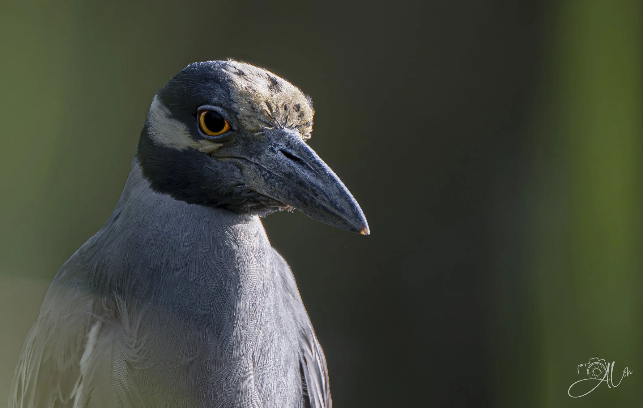 Mellow Yellow
(Yellow-Crowned Night Heron)
0Z85785