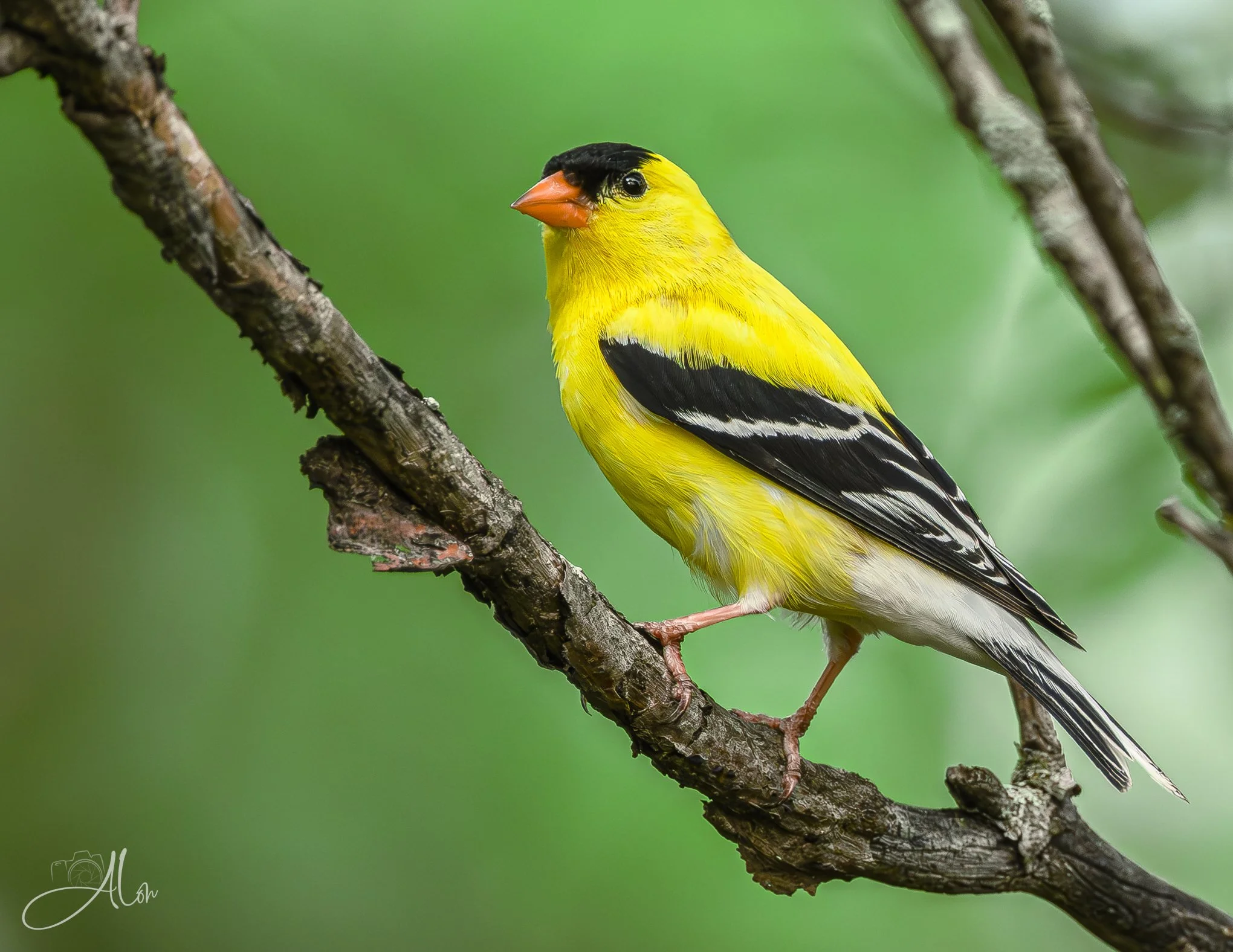 Stand Offish (American Goldfinch) 0Z83656