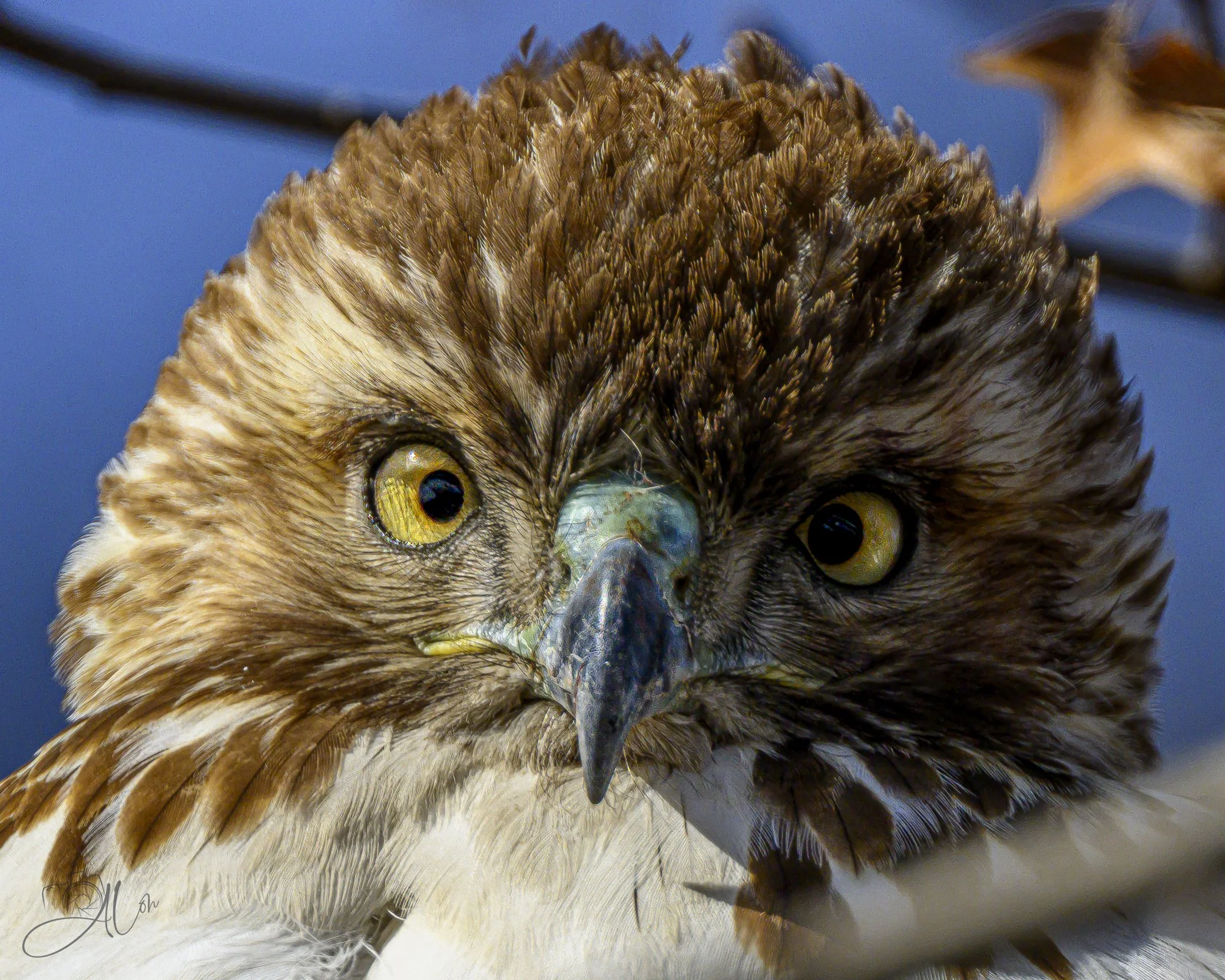 Under the Influence
(Red-Tailed Hawk)
0Z87337