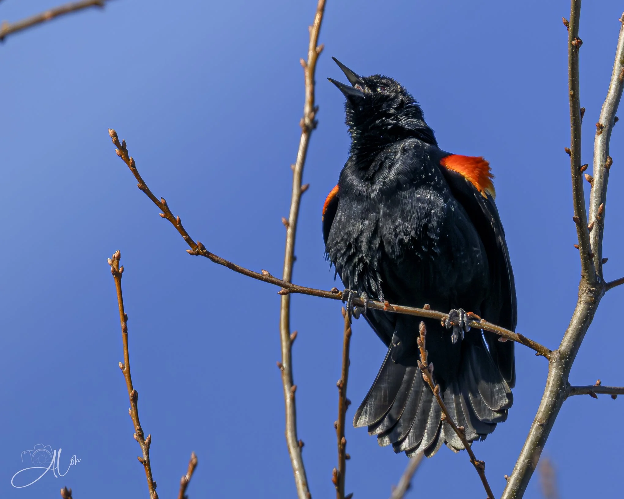 Paul Revere
(Red-Winged Blackbird)
0Z88440