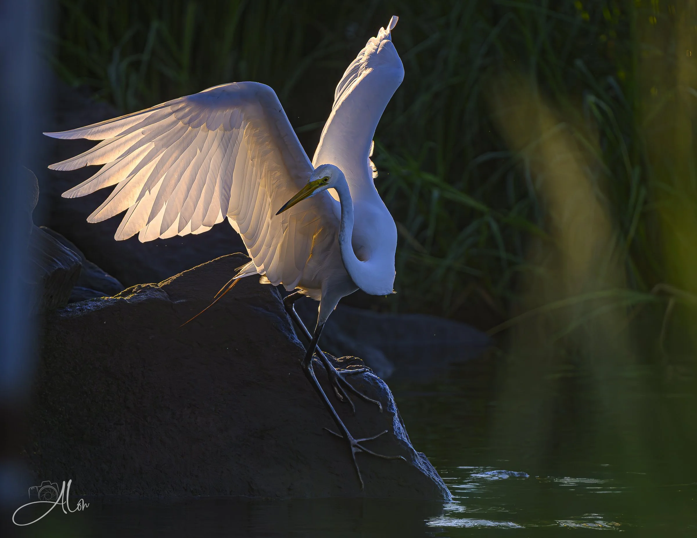 Transparency (Great Egret) Z8070826_2981
