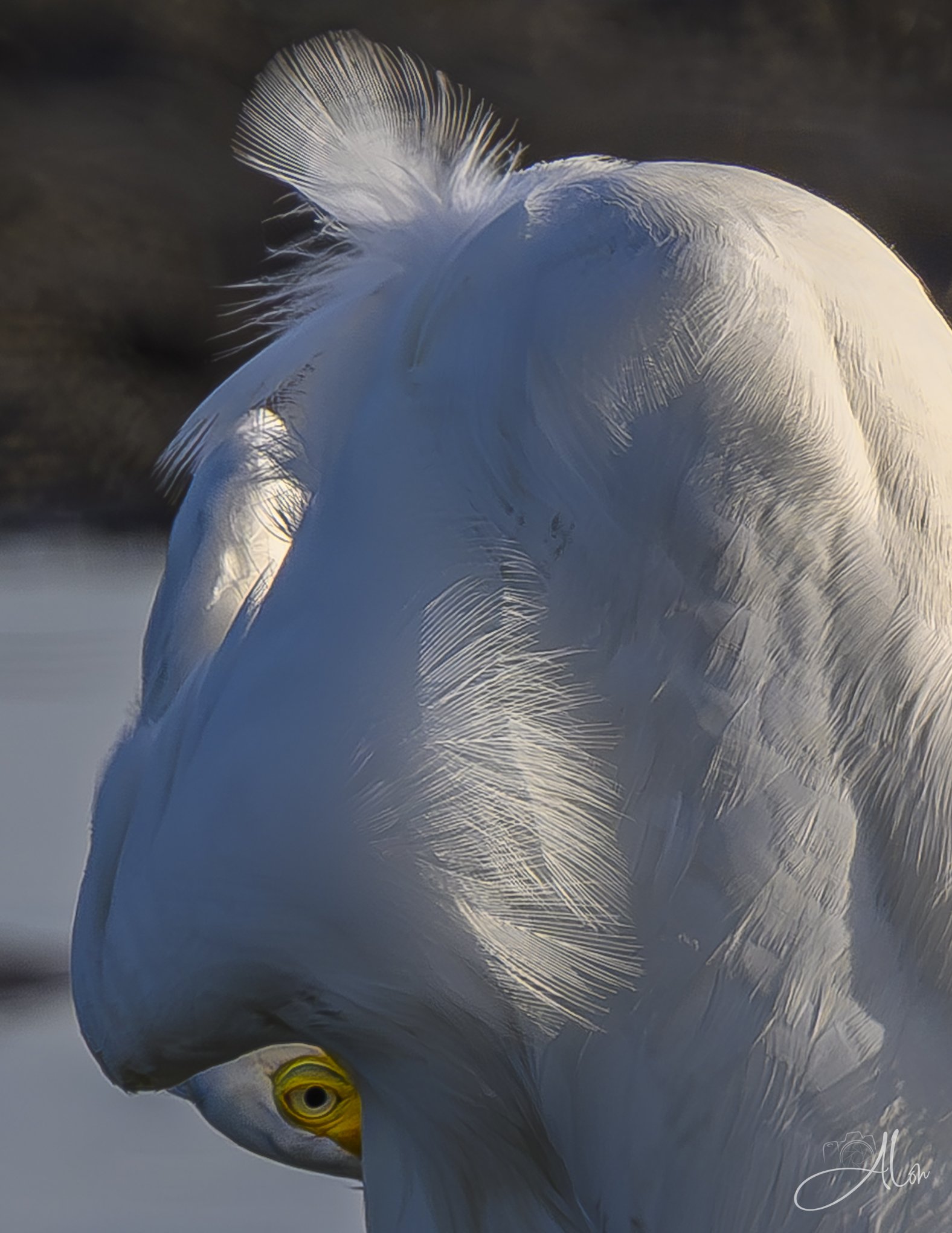 Peep Hole (Great Egret) Z8070226_1443