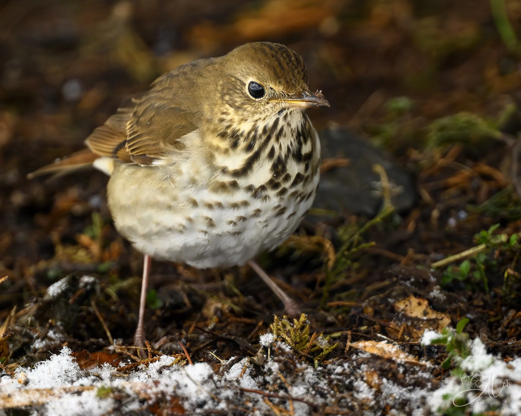Protecting My Assets
(Hermit Thrush)
0Z84802