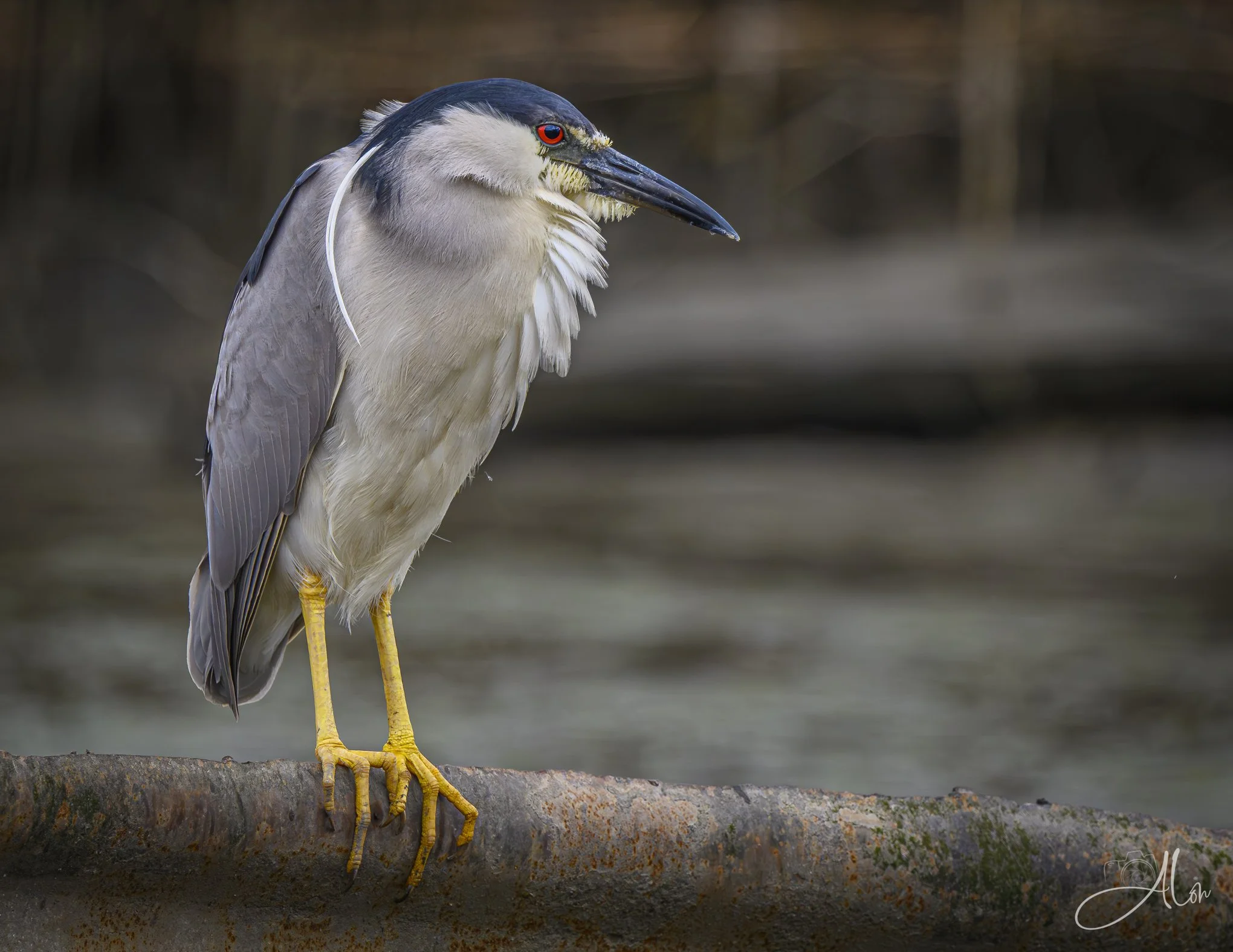 So Freaking Done with You (Black-Crowned Night Heron) Z8070526_2308