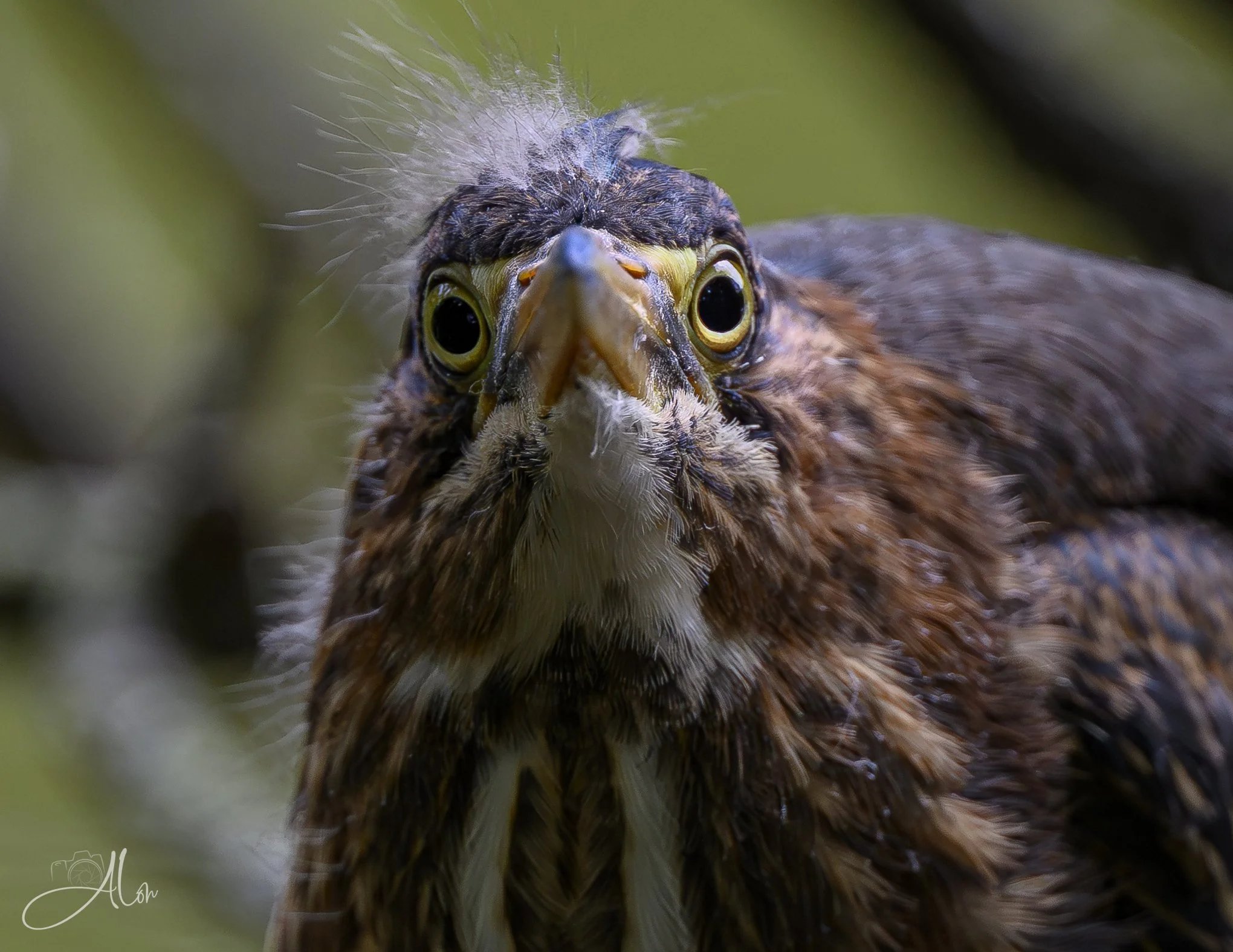 This is MY Space! (Green Heron) 20260711_0149