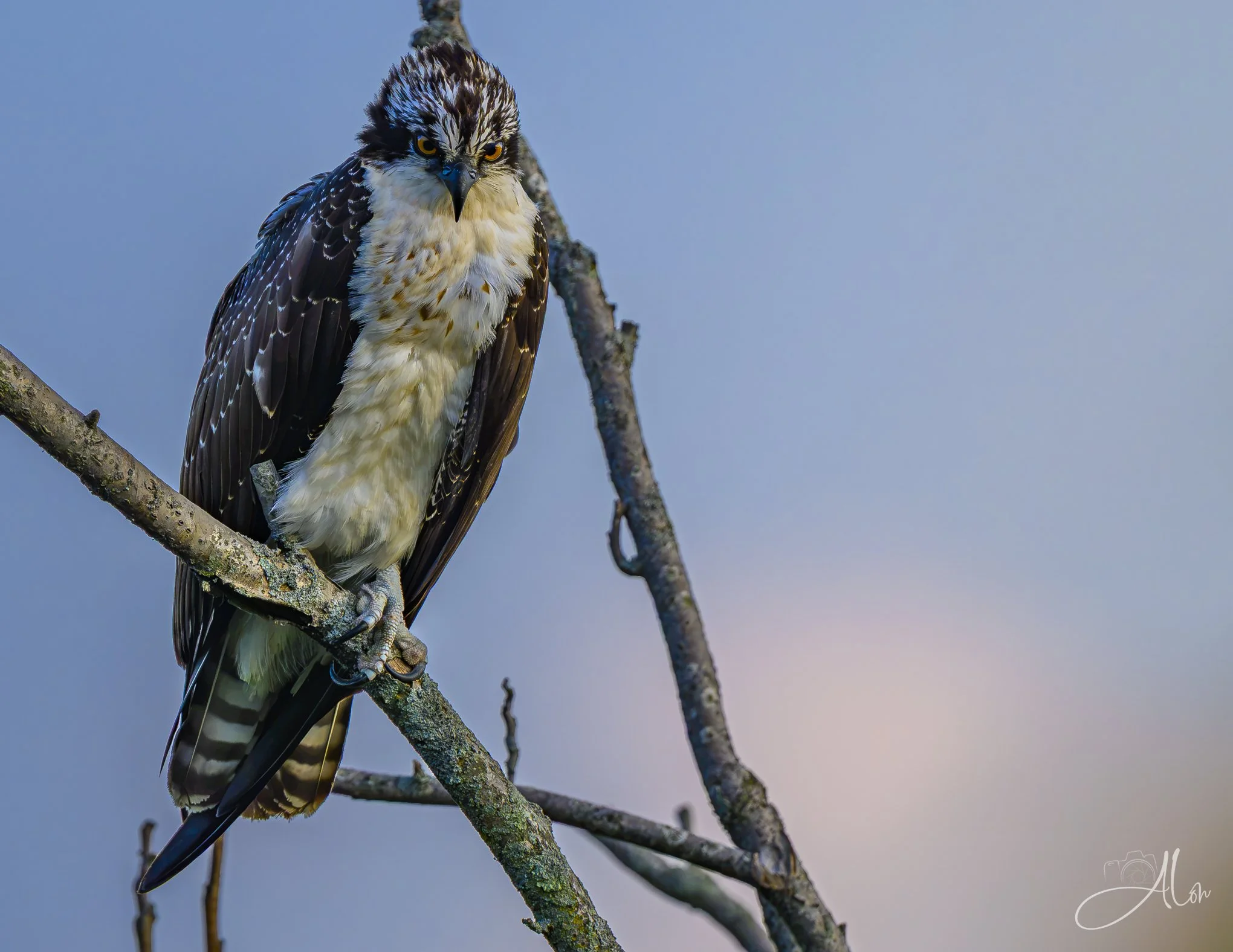 Guardian of the Sunset (Osprey) 082426_1179