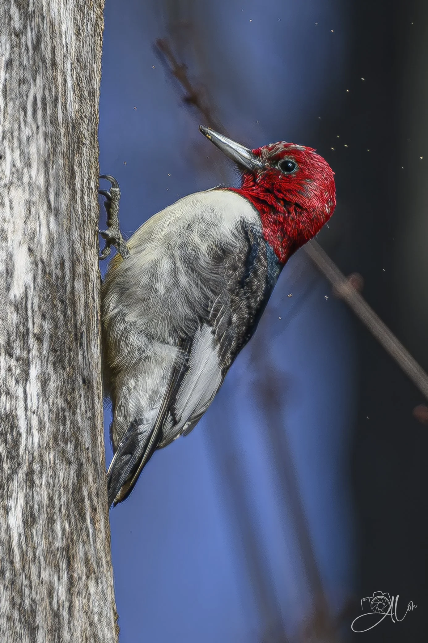 Noble
(Red-Headed Woodpecker)
0Z86701