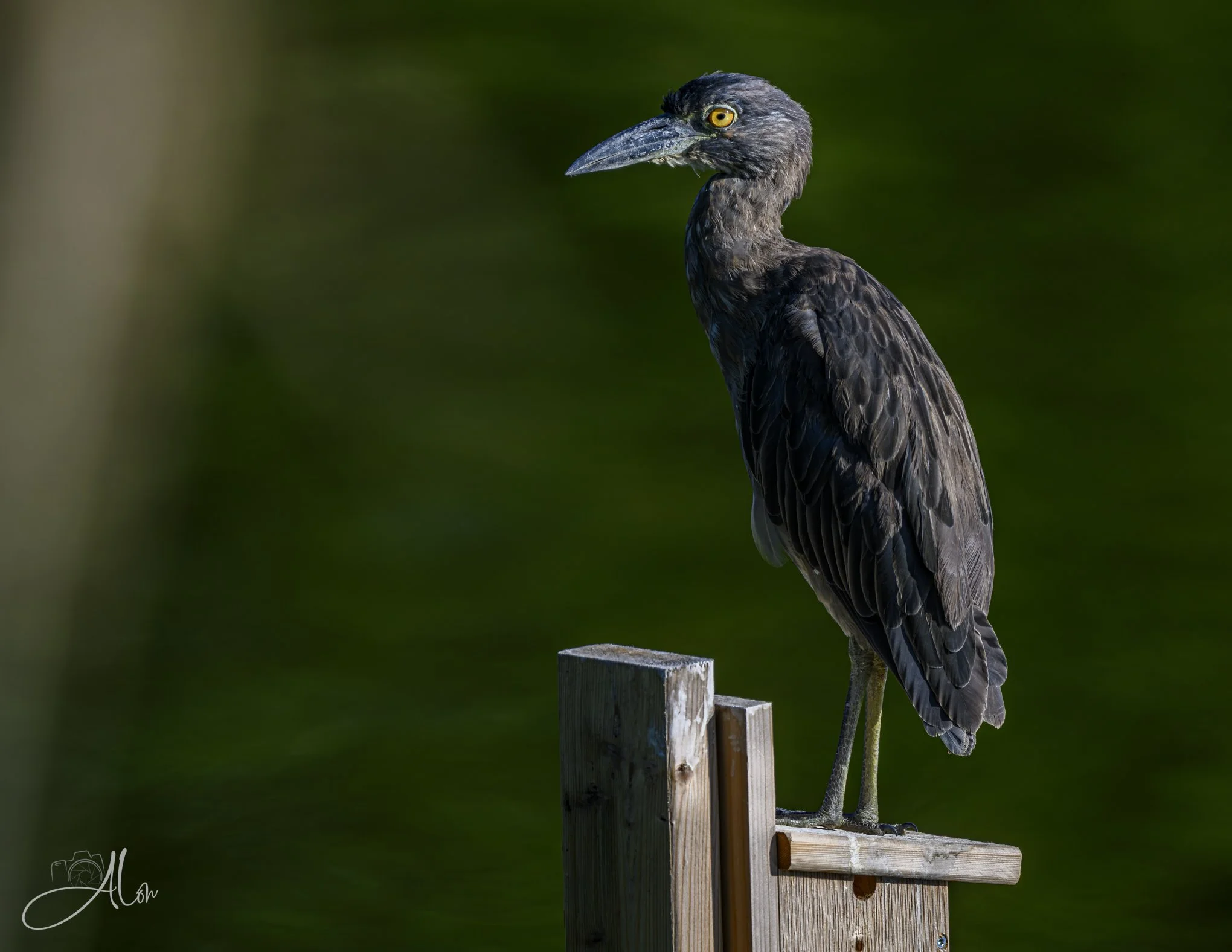 Vegging Out (Yellow-Crowned Night Heron) Z8070826_3934
