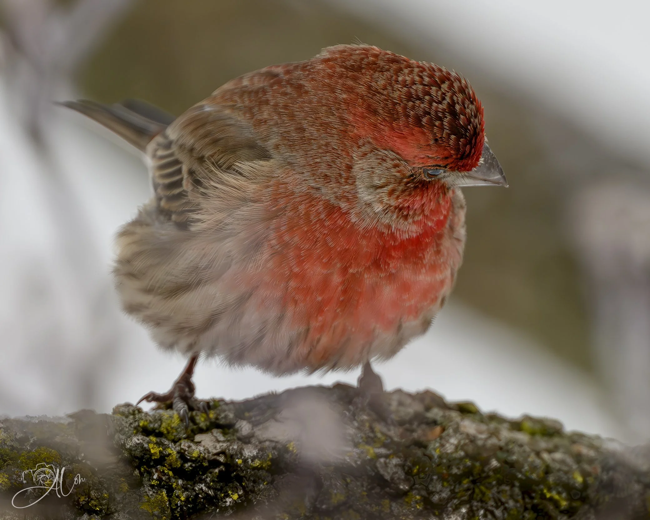 Help Me Find My...
(House Finch)
0Z89345