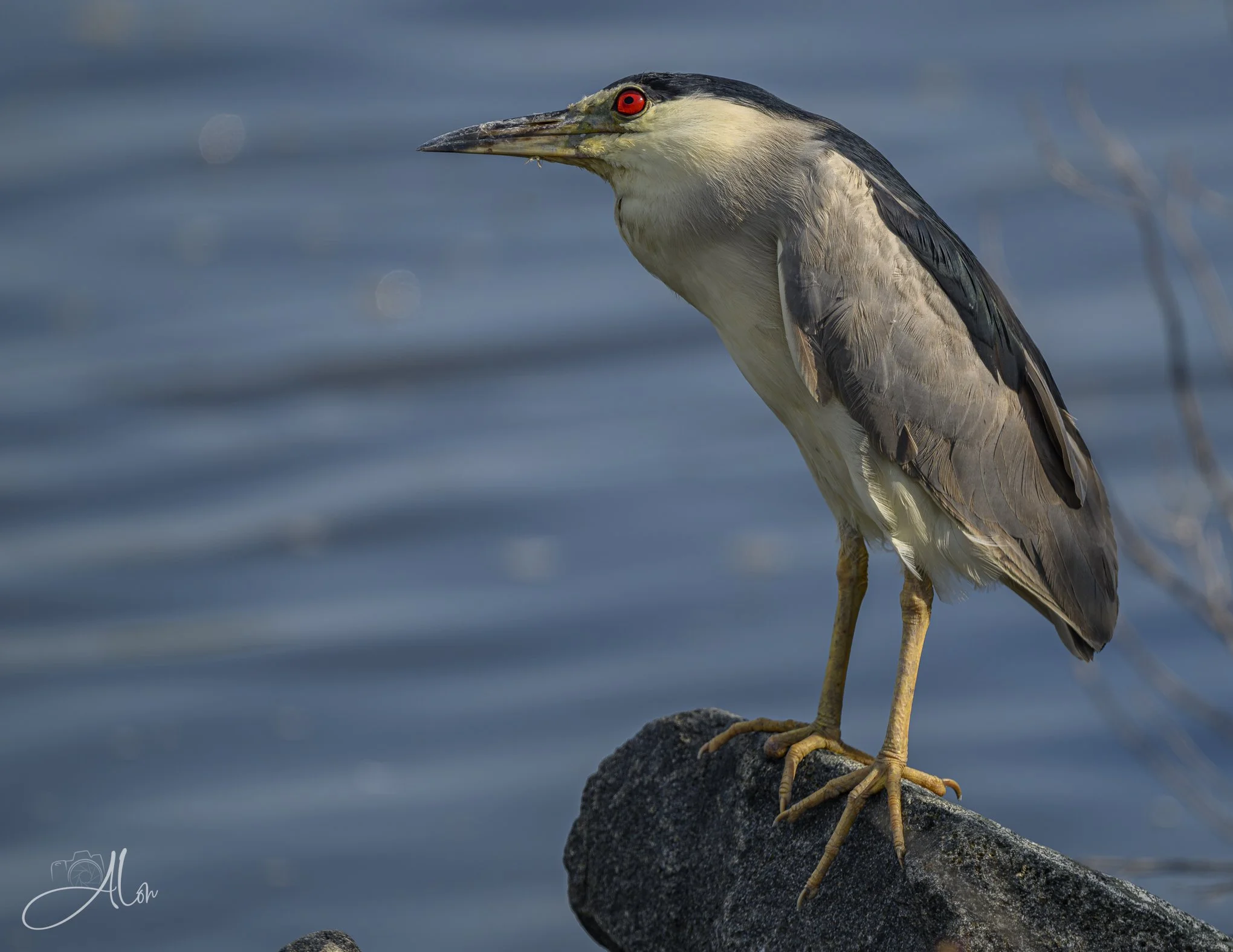Yeah! That's the Ticket! (Black-Crowned Night Heron) 082026_6058