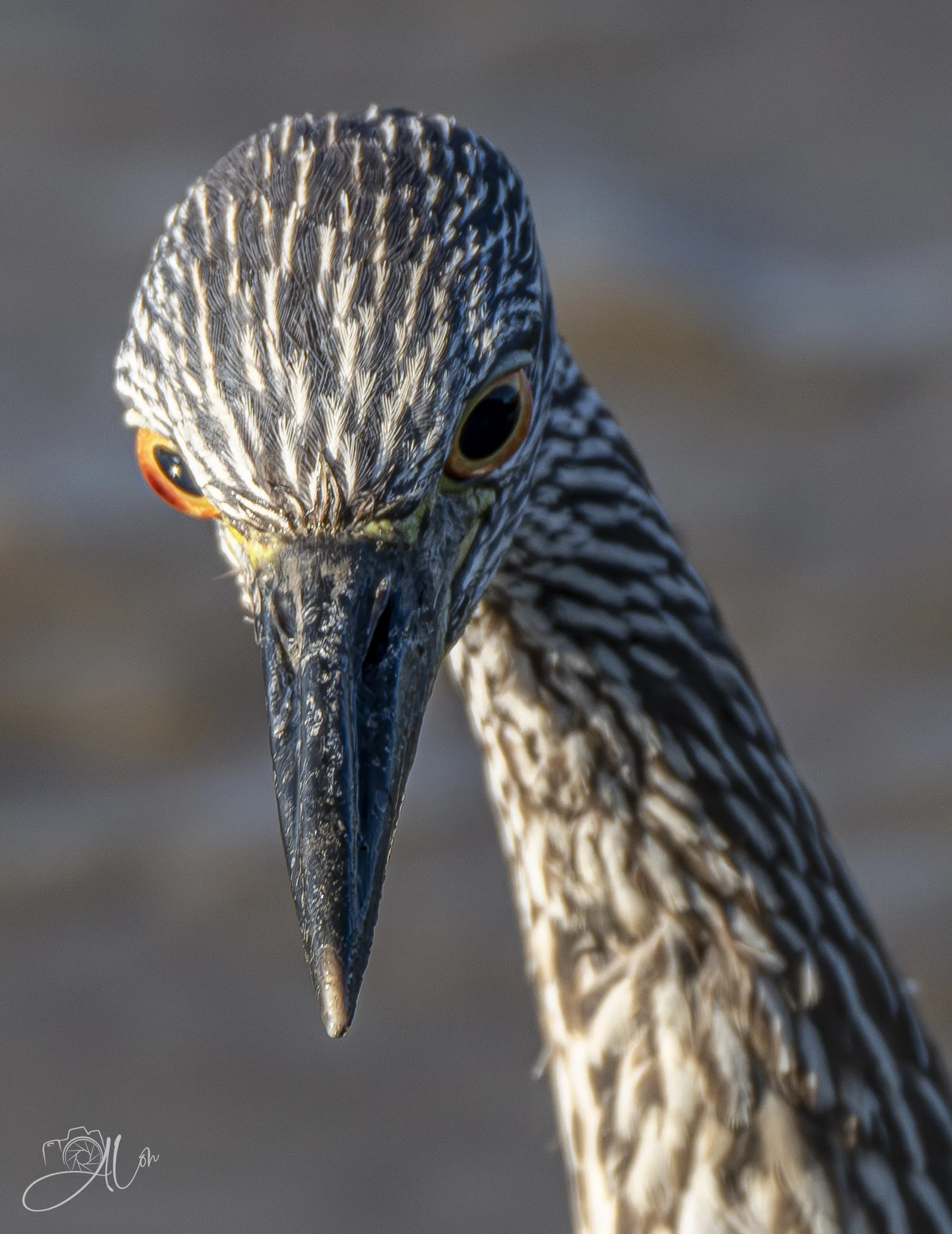 Geometric Head
(Yellow-Crowned Night Heron)
0Z89011