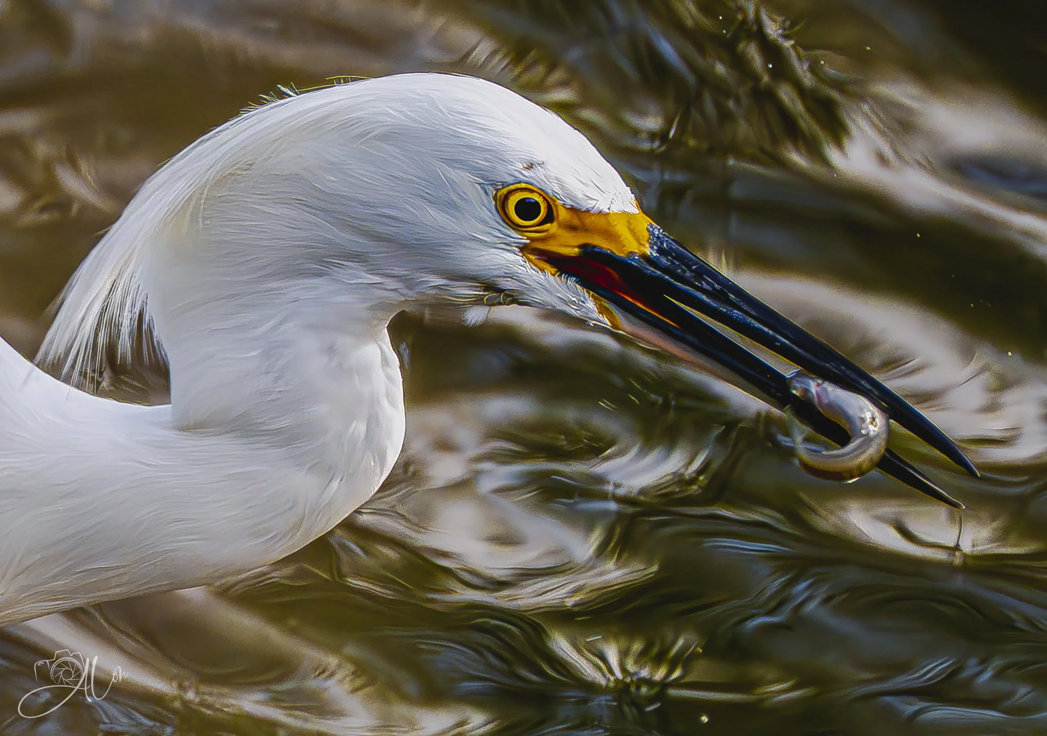 Continuous
(Snowy Egret)
0Z83340