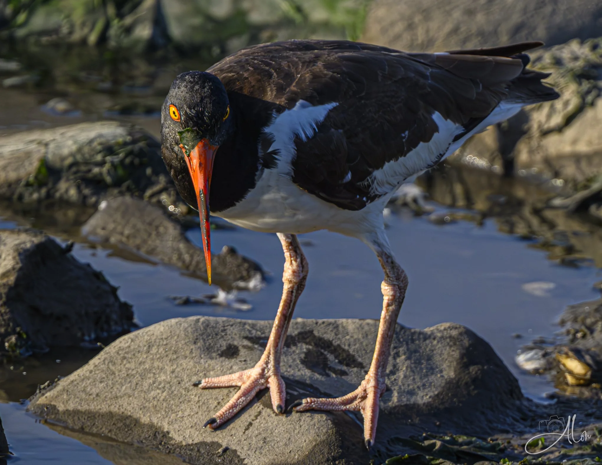 My Left Foot (Oystercatcher) 071726_3781