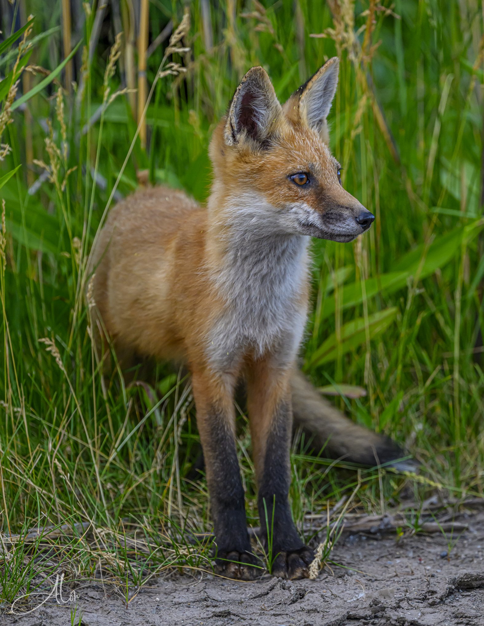 Red Fox