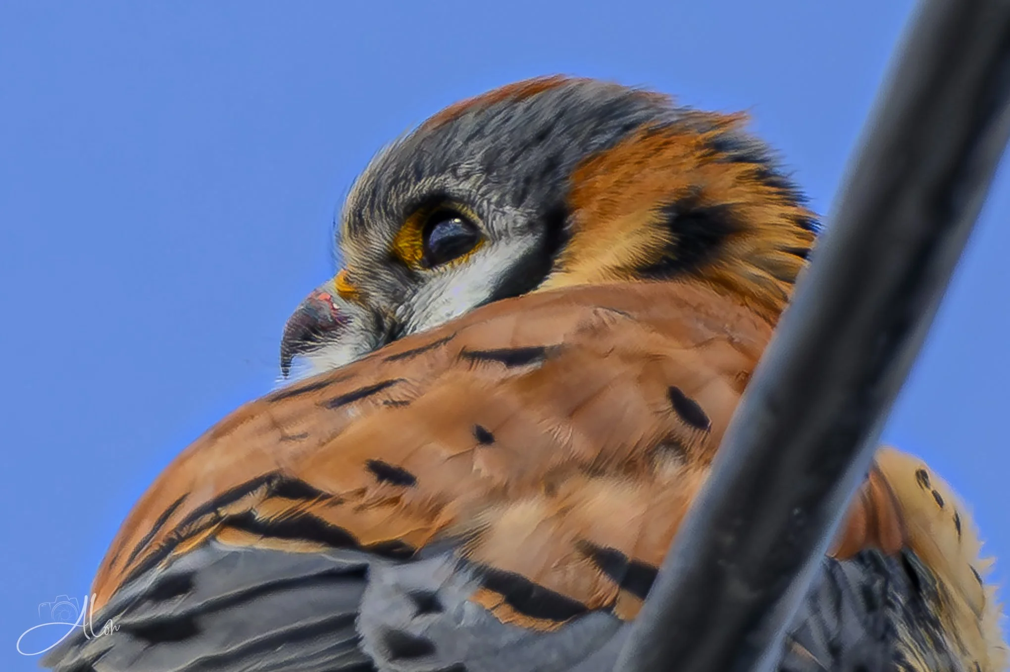 Deja Vu
(American Kestrel)
0Z82351