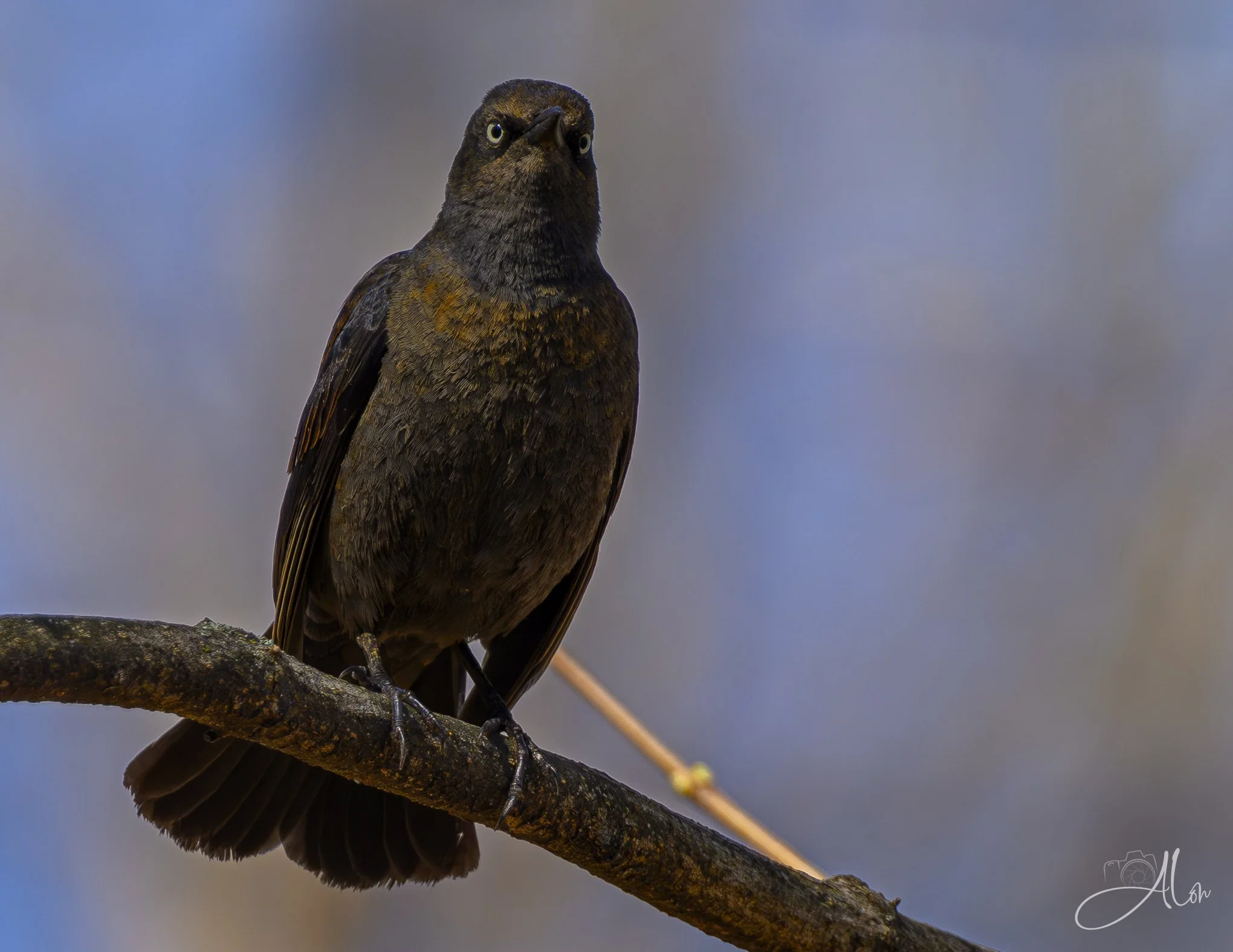 Iron-Willed
(Rusty Blackbird)
0Z82126