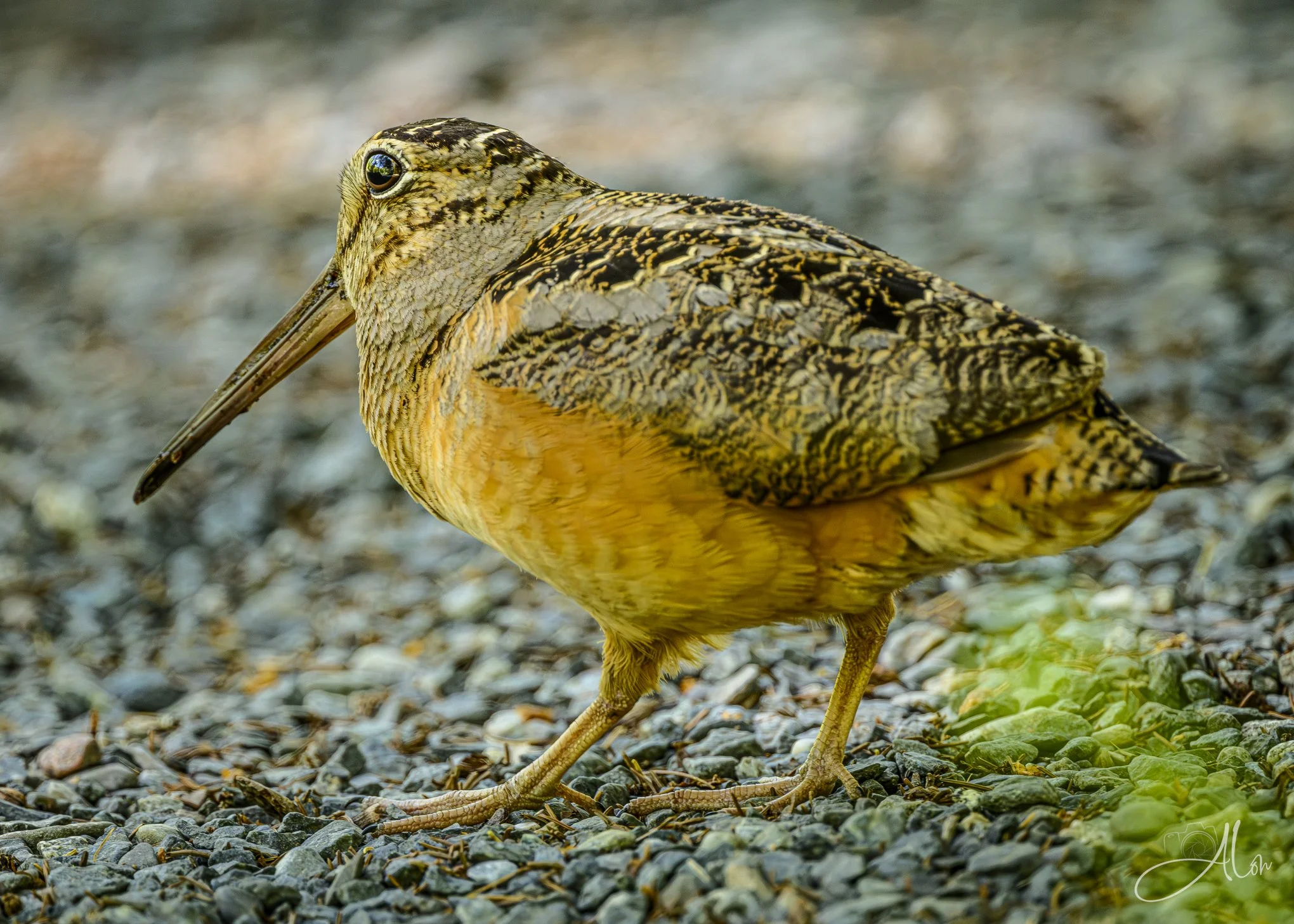 Rocker (American Woodcock) 0Z80763