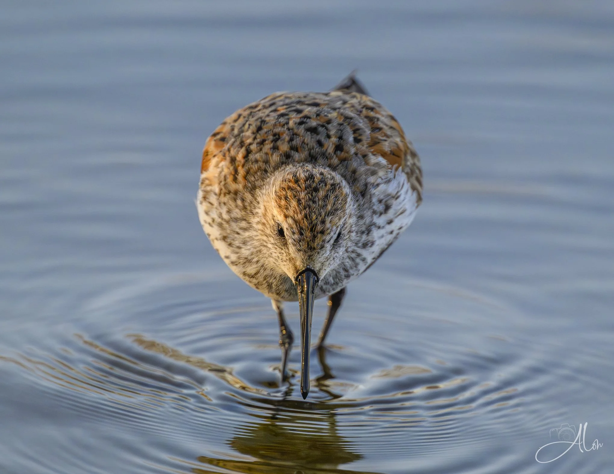 Front and Center
(Dunlin)
0Z84276