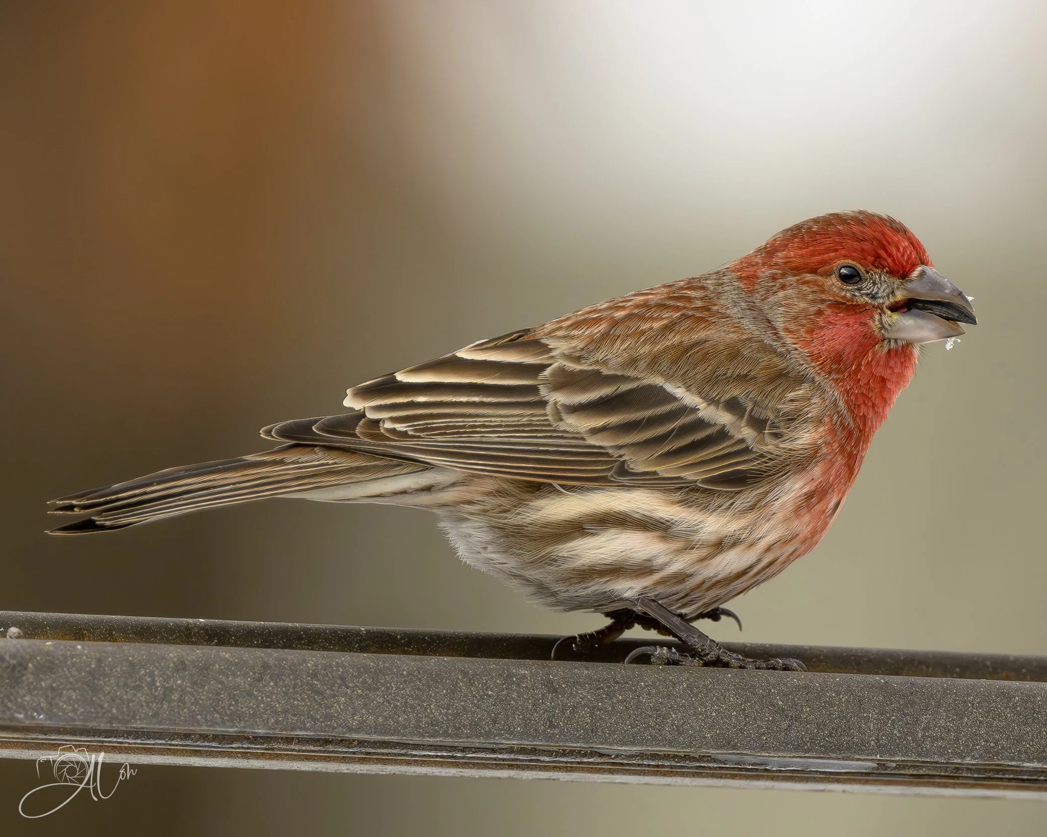 Comfort Food
(House Sparrow)
0Z88986