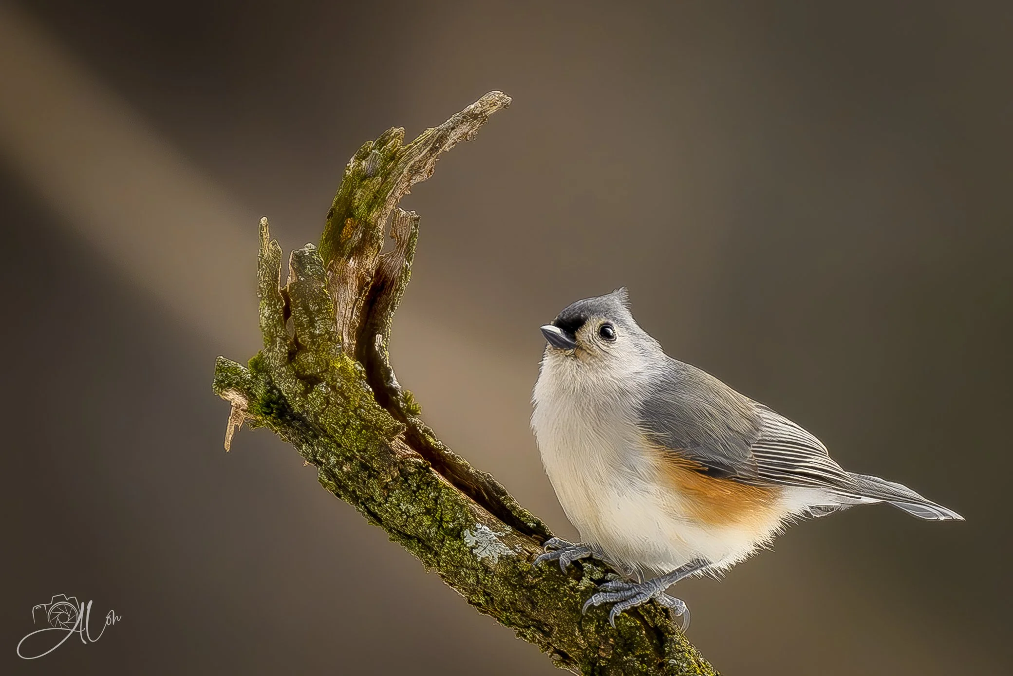 Beam Me Up
(Tufted Titmouse)
0Z80627