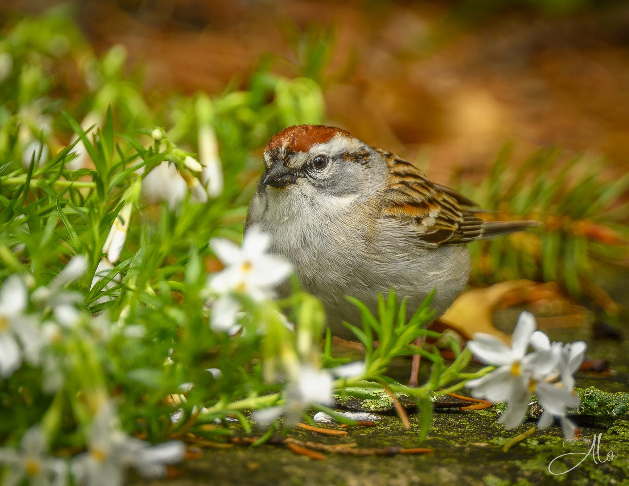 Garden Delights
(Chipping Sparrow)
0Z84129