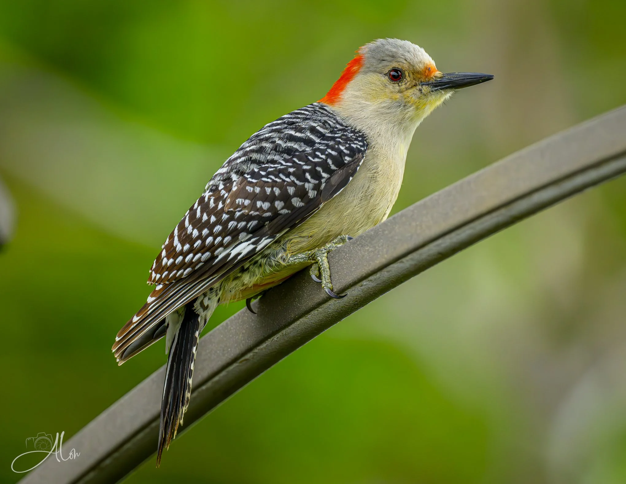 Over On You
(Red-Bellied Woodpecker)
0Z89698