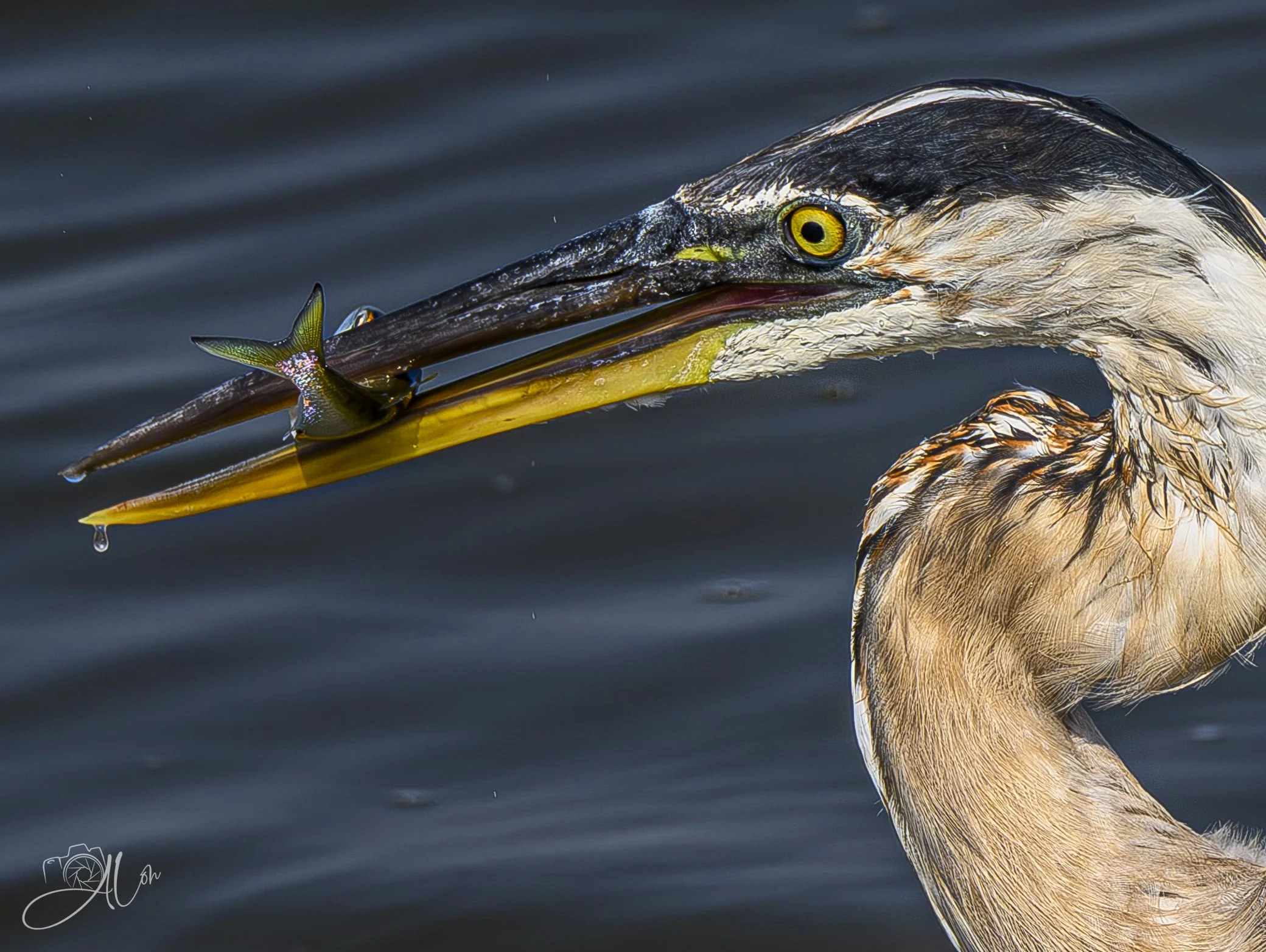 Bunker Buster
(Great Blue Heron)
0Z81781