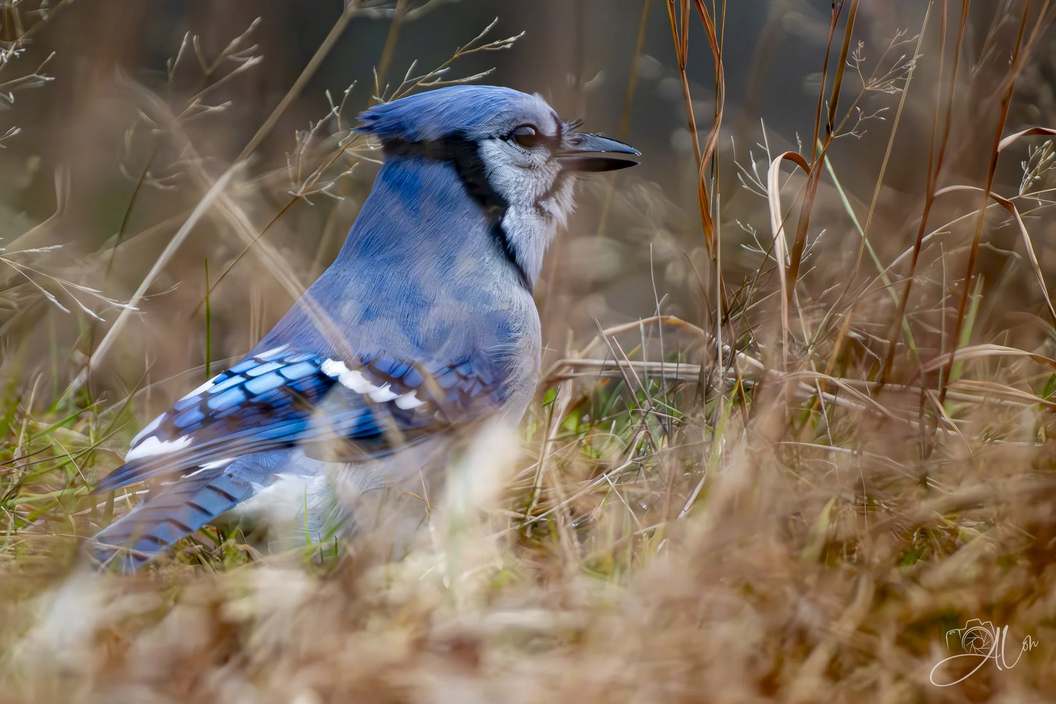 Jack Straw
(Blue Jay)
0Z83310