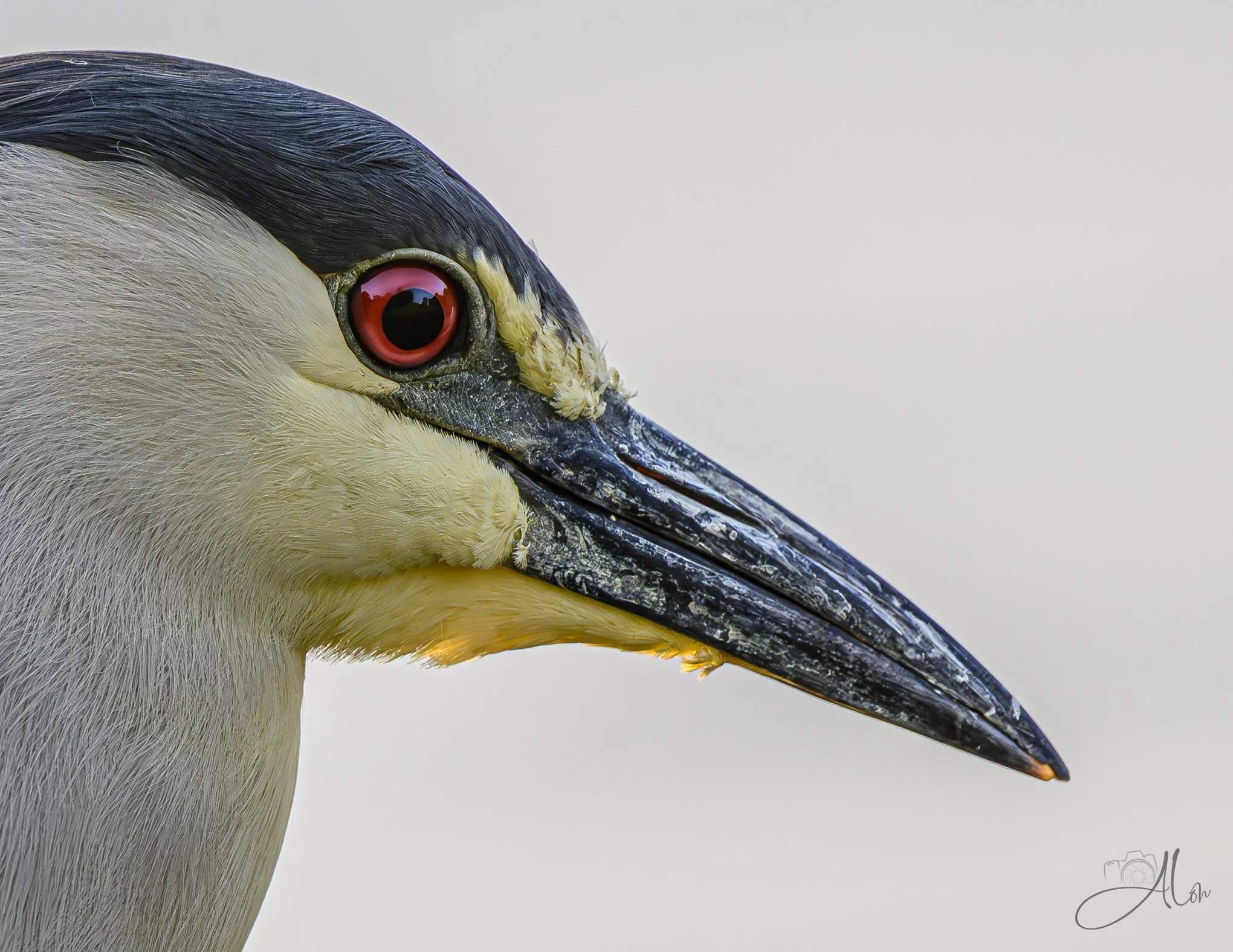 Black-Crowned Night Heron