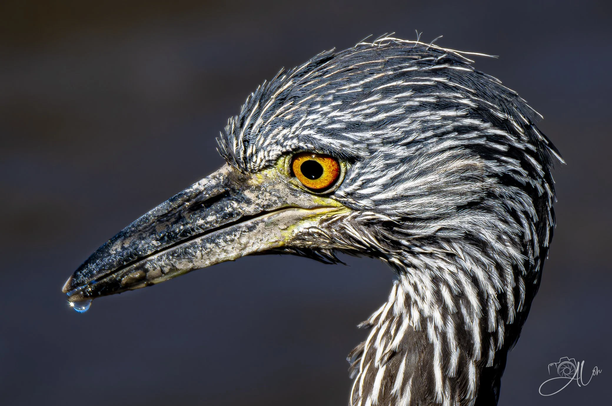 Just a Drop
(Yellow-Crowned Night Heron)
0Z85249