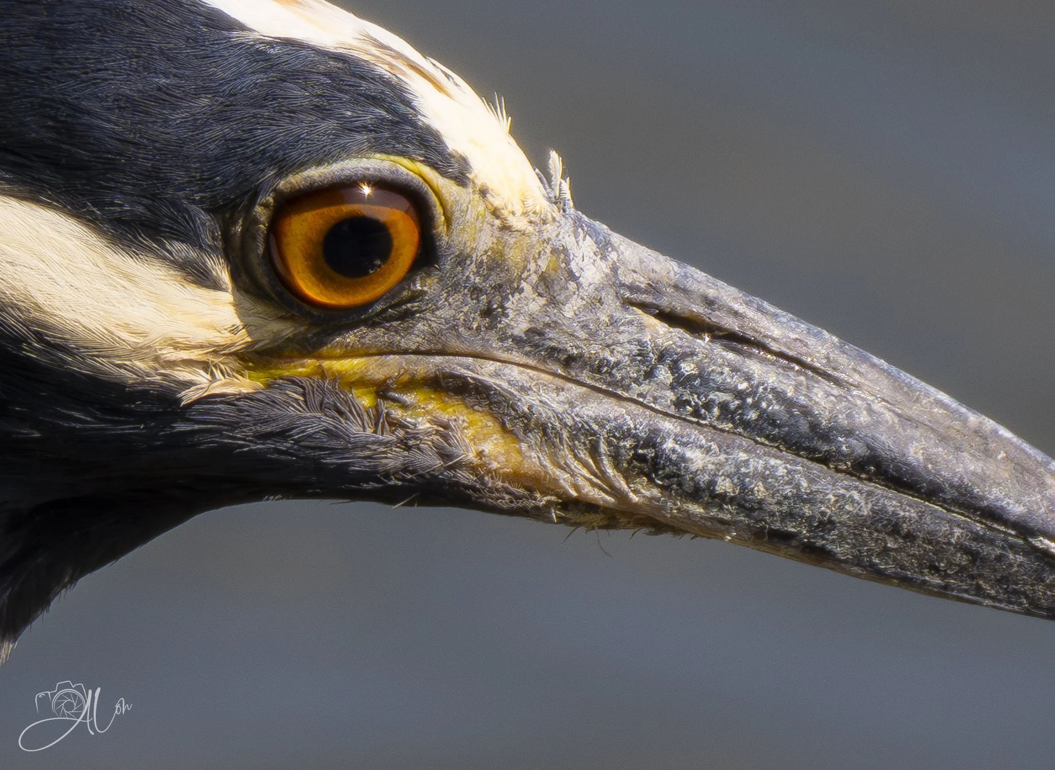 My, What Big Eyes You Have!
(Yellow-Crowned Night Heron)
0Z86698