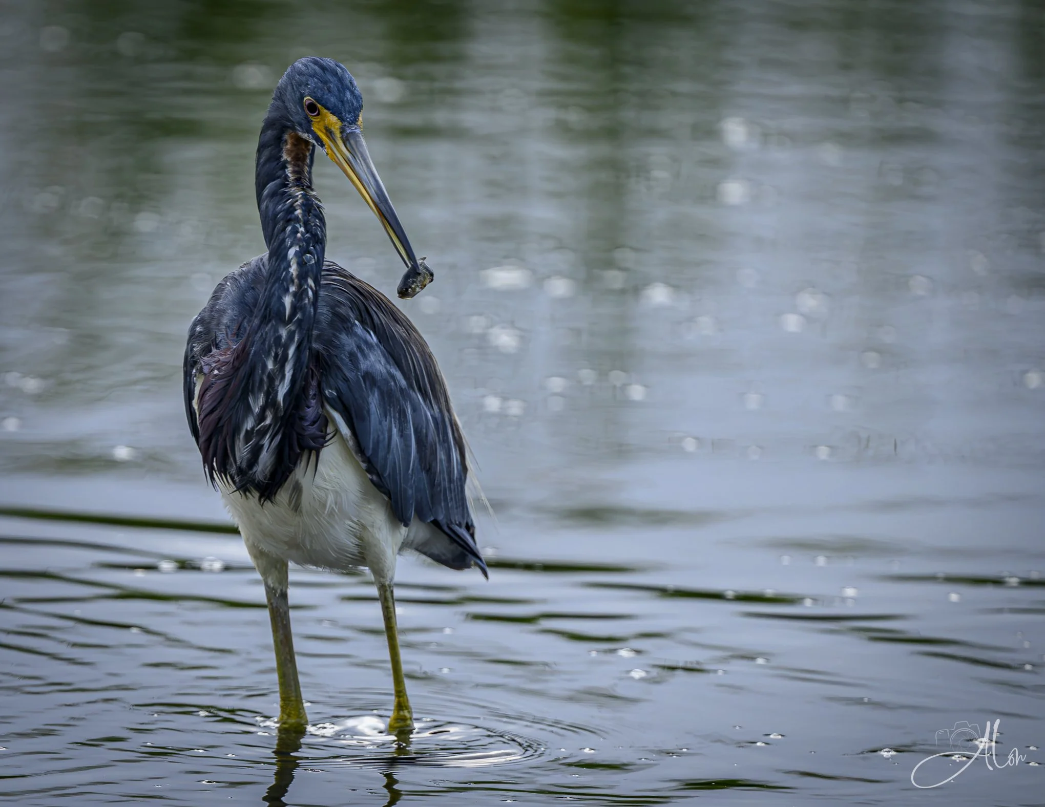 Flexing Mussels (Triclored Heron) 081926_0522