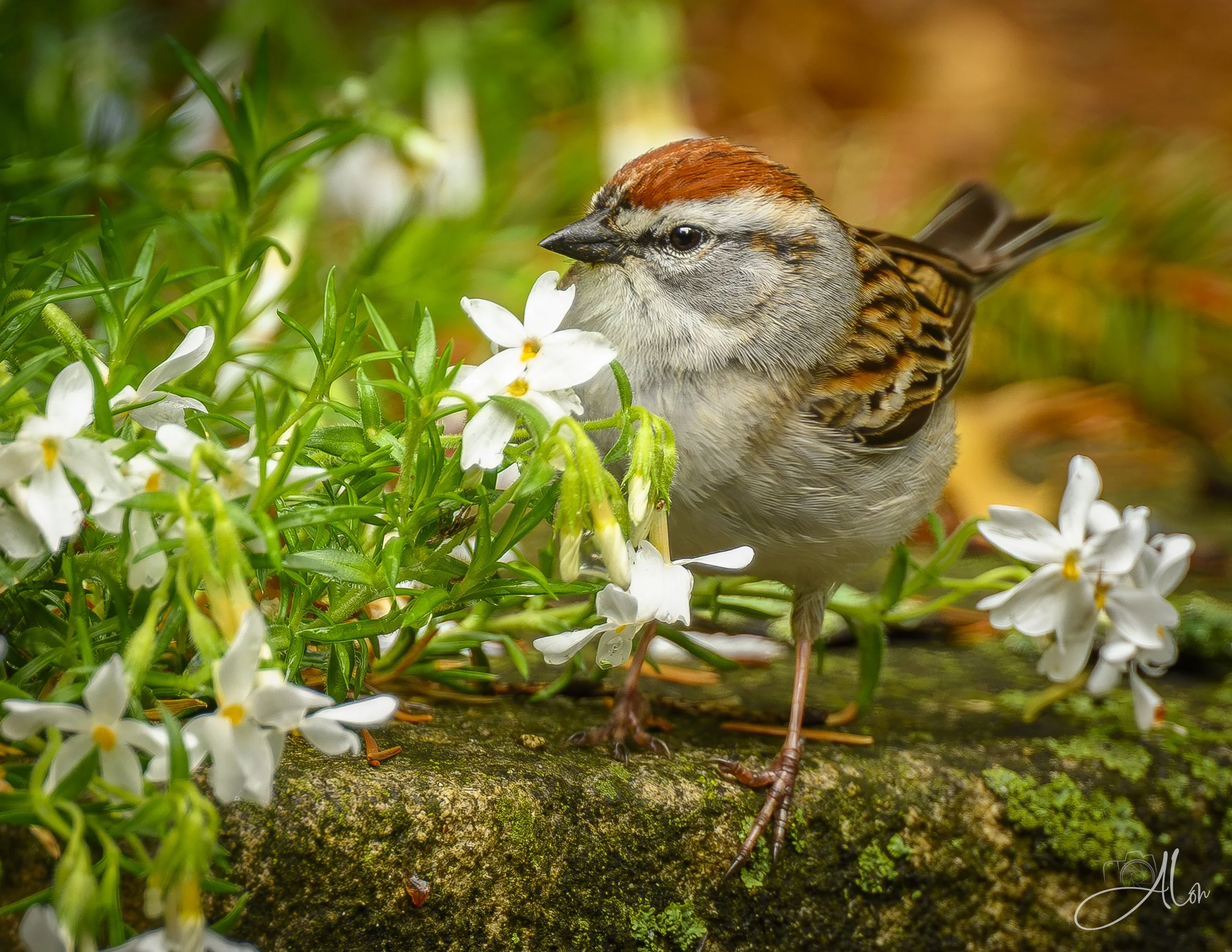 A Flowery Feast (Chipping Sparrow) 0Z84148