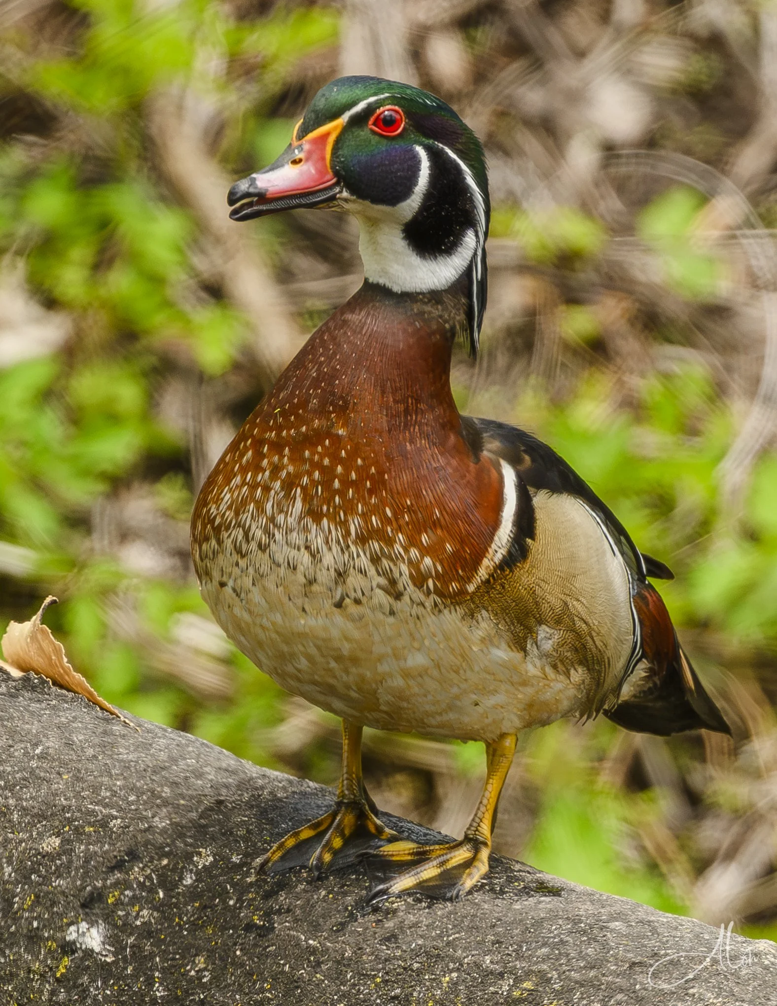 (Wood Duck)
0Z80525