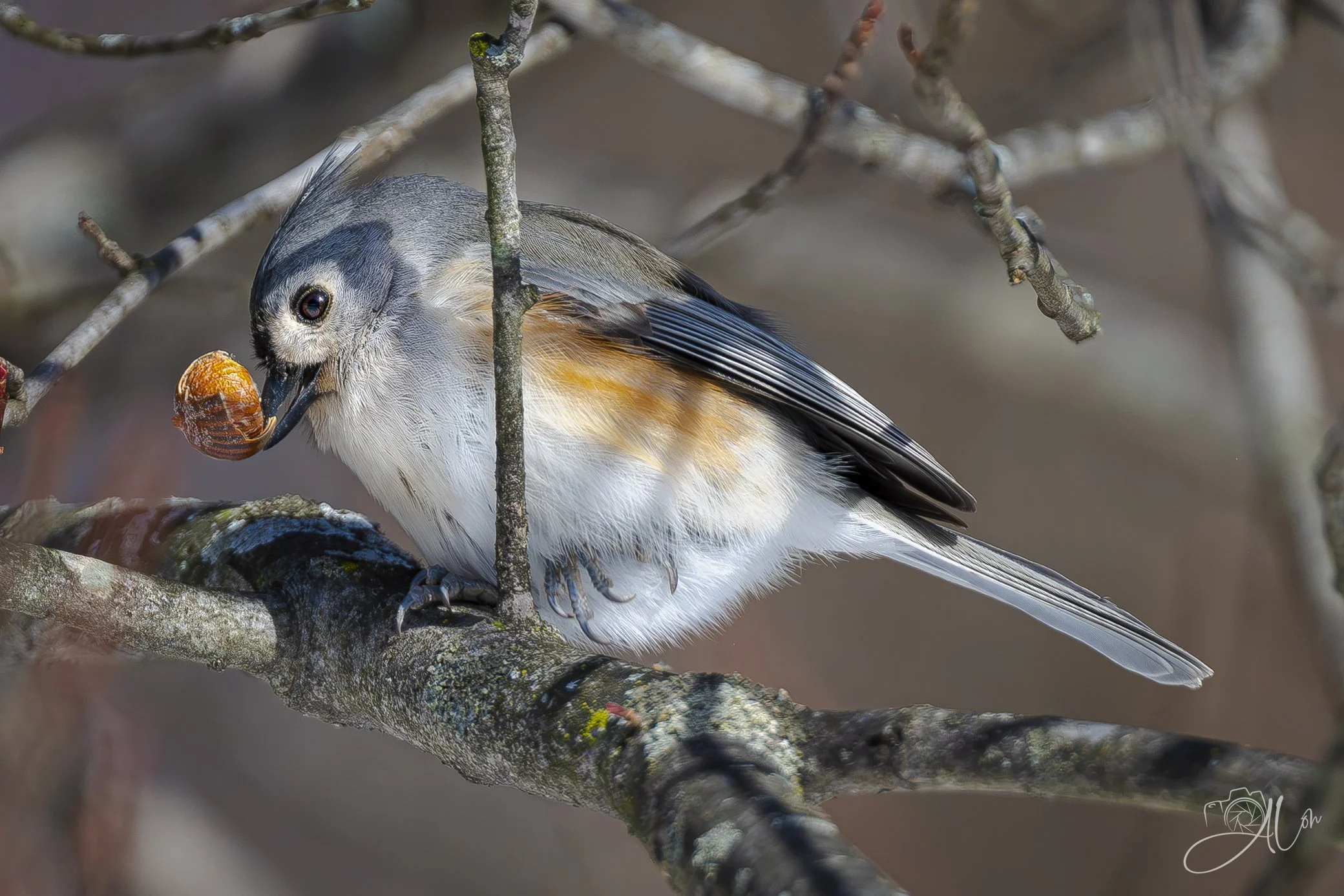 Tough To Crack
(Tufted Titmouse)
0Z83125