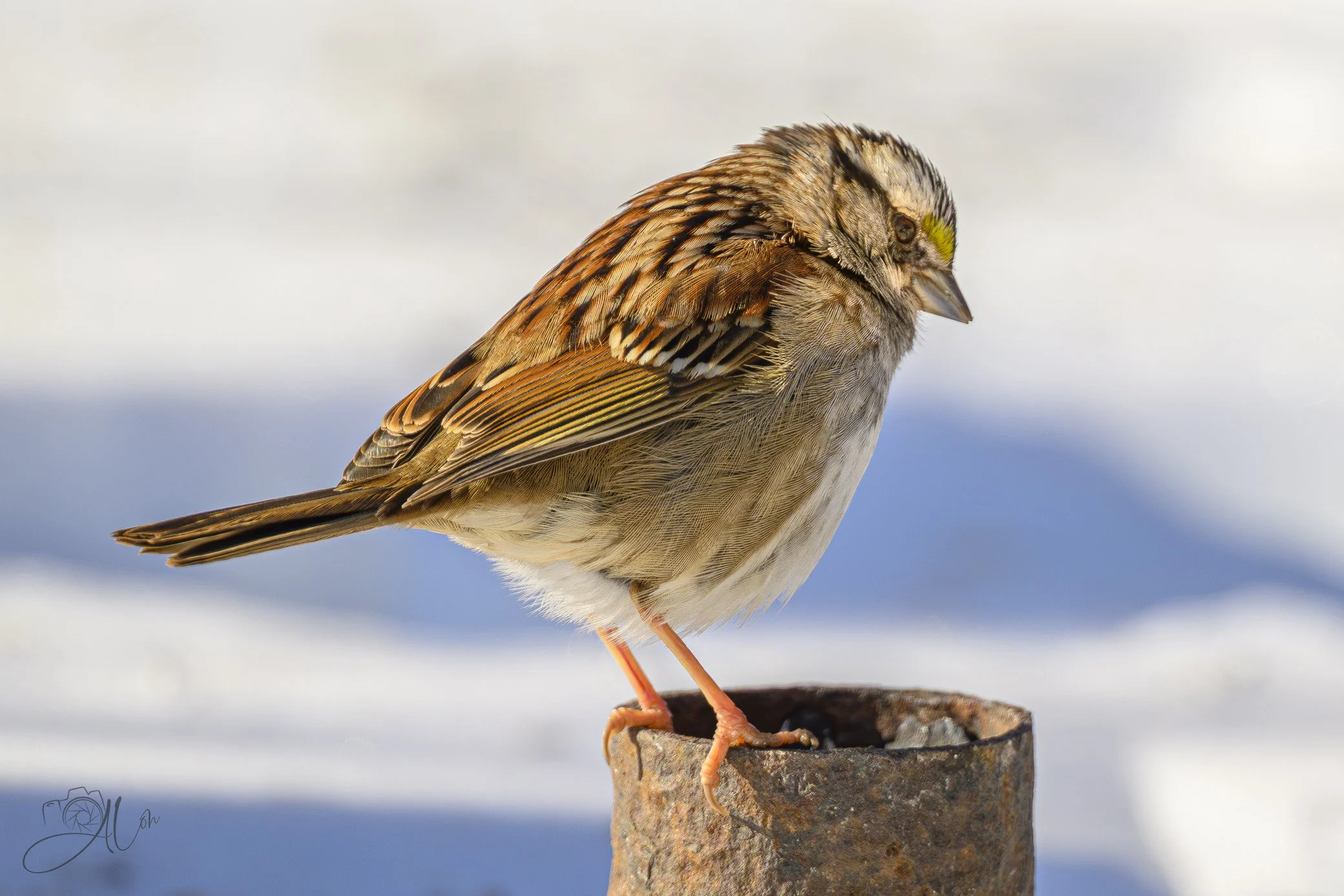 Piping Hot
(White Throated Sparrow)
0Z81839
