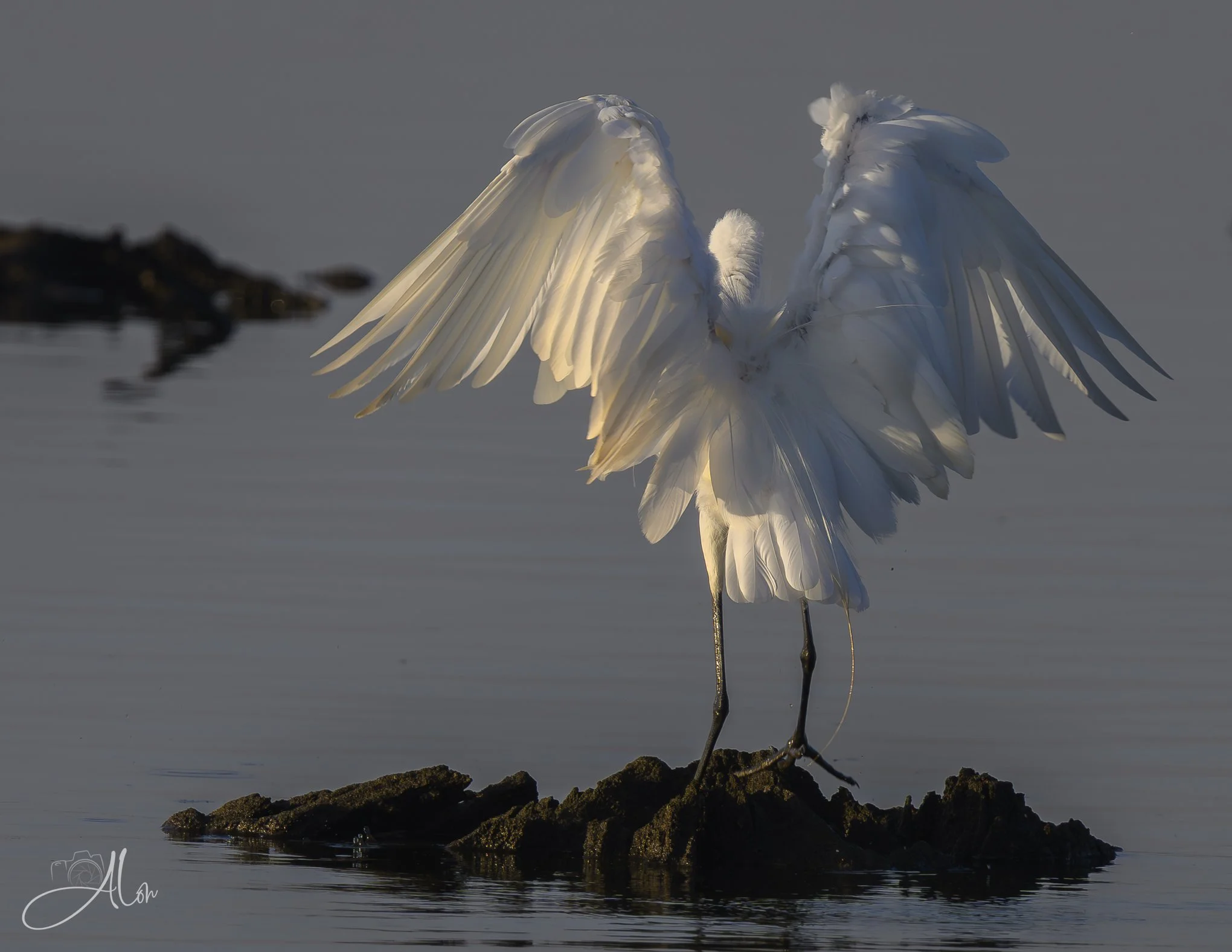 Angelic Arrival (Great Egret) Z8070226_9840