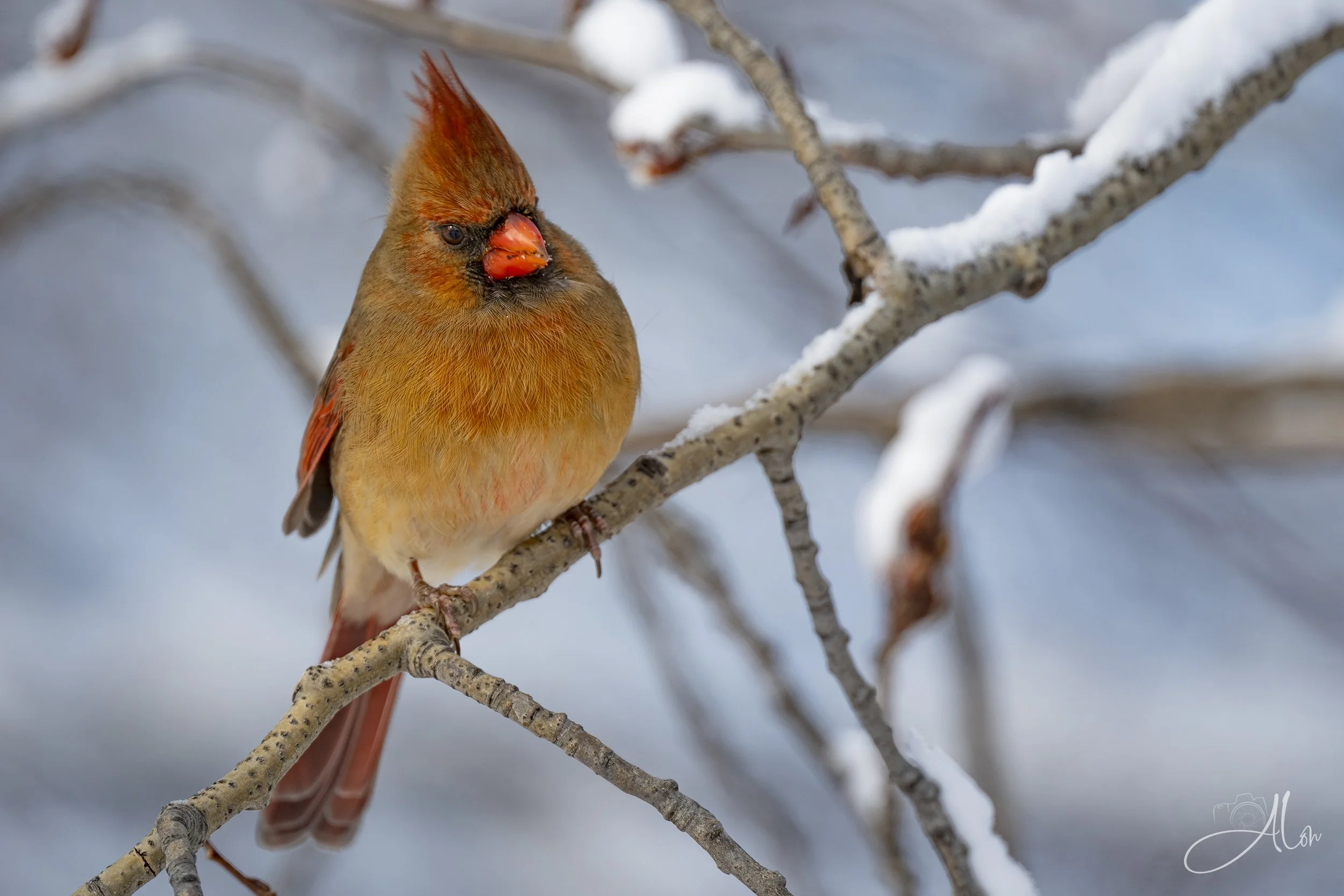 How'd You Get On That Card? (Northern Cardinal) 0Z86649