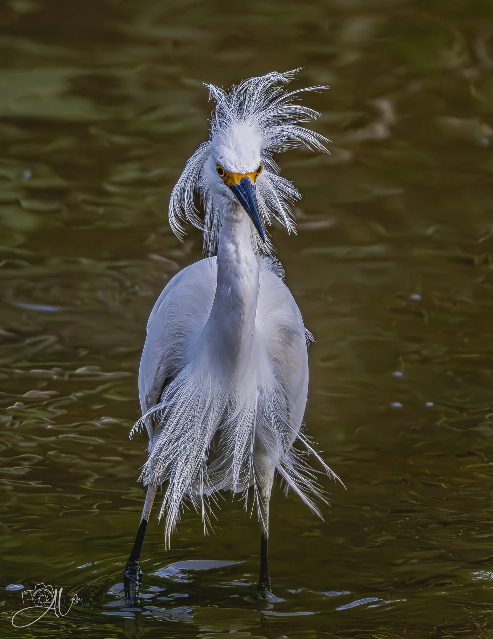 Frazzled
(Snowy Egret)
0Z82979