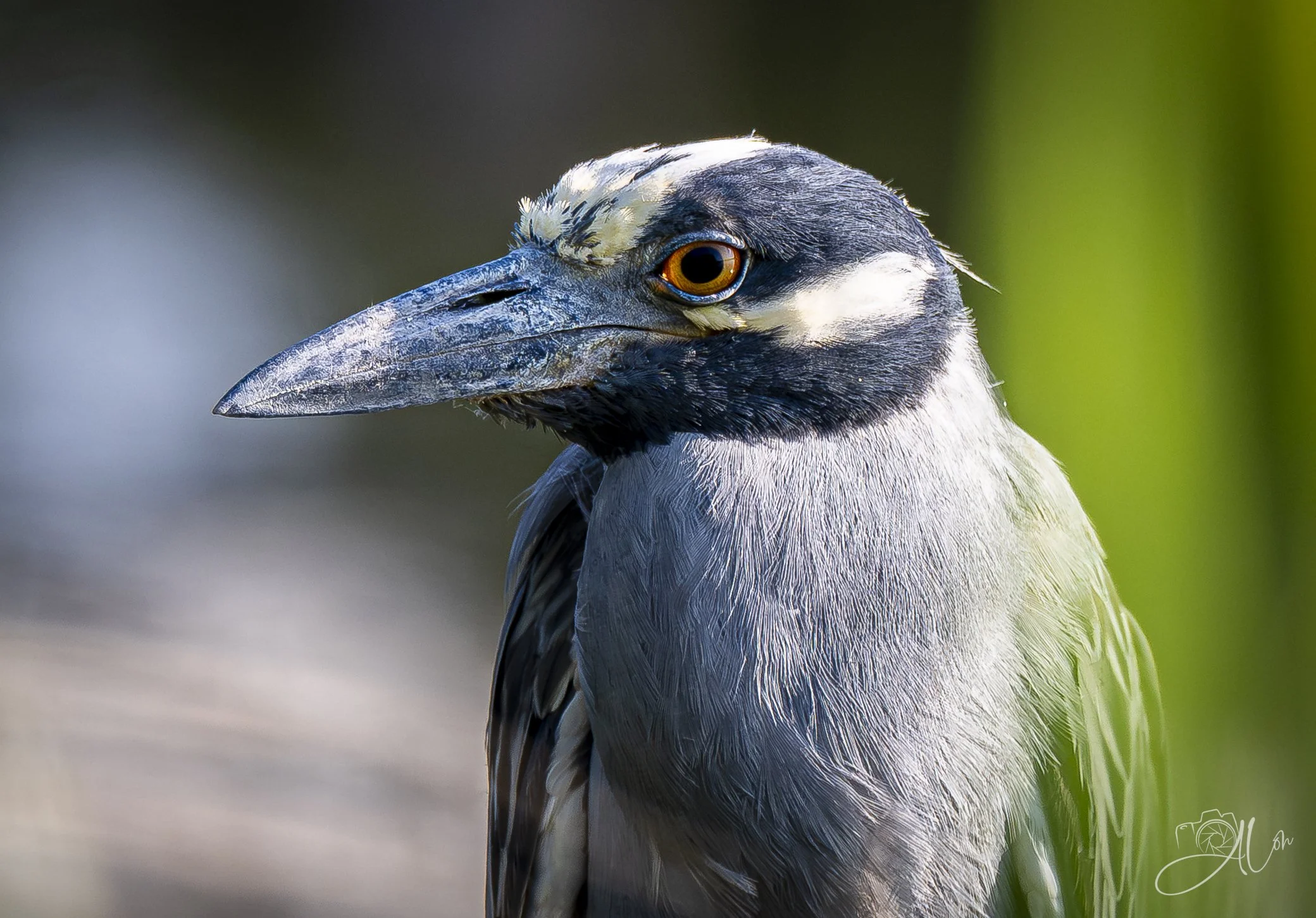 Squat
(Yellow-Crowned Night Heron)
0Z85755