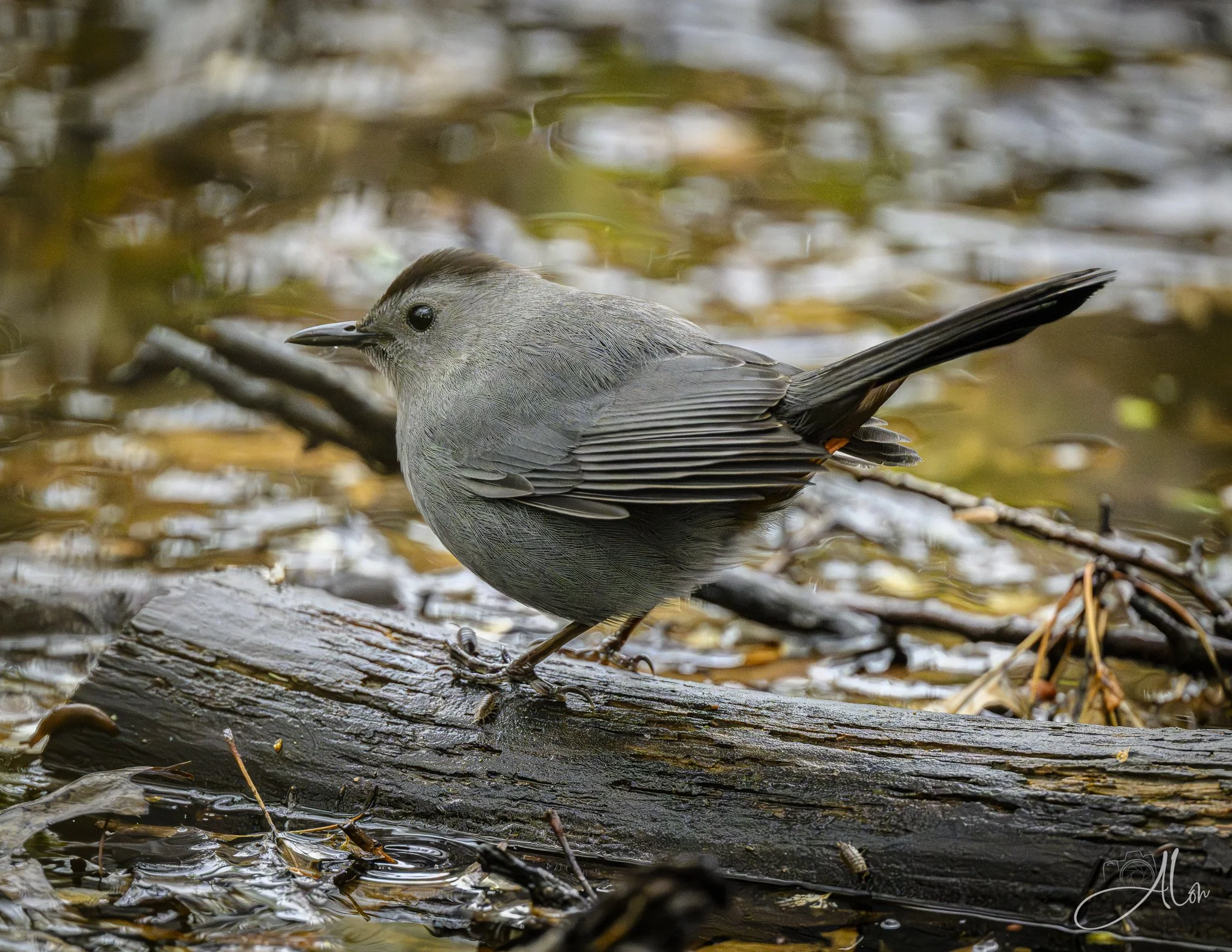 Swamp Creature
(Gray Catbird)
0Z83995