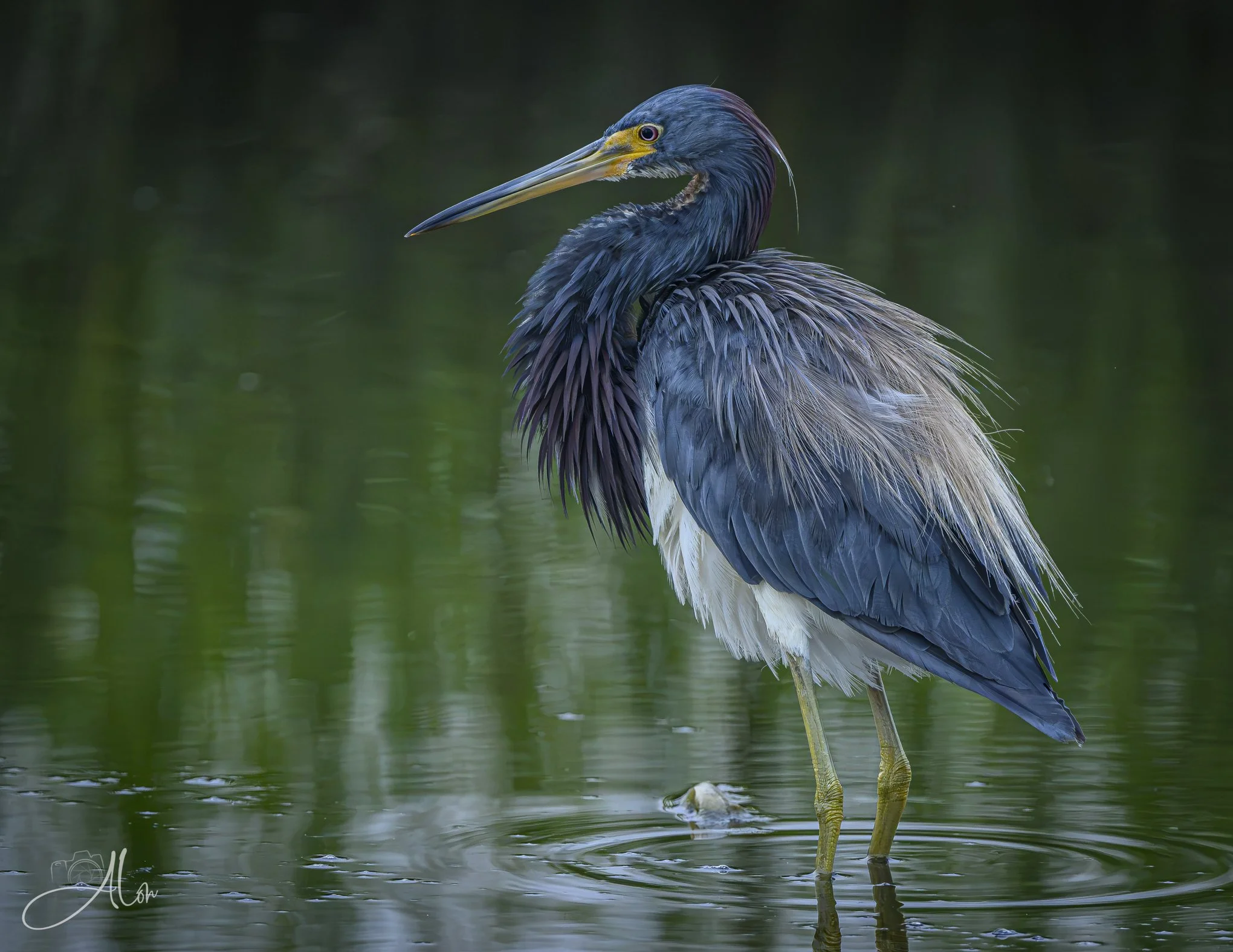 Air-Cooled (Tricolred Heron) 081926_0098
