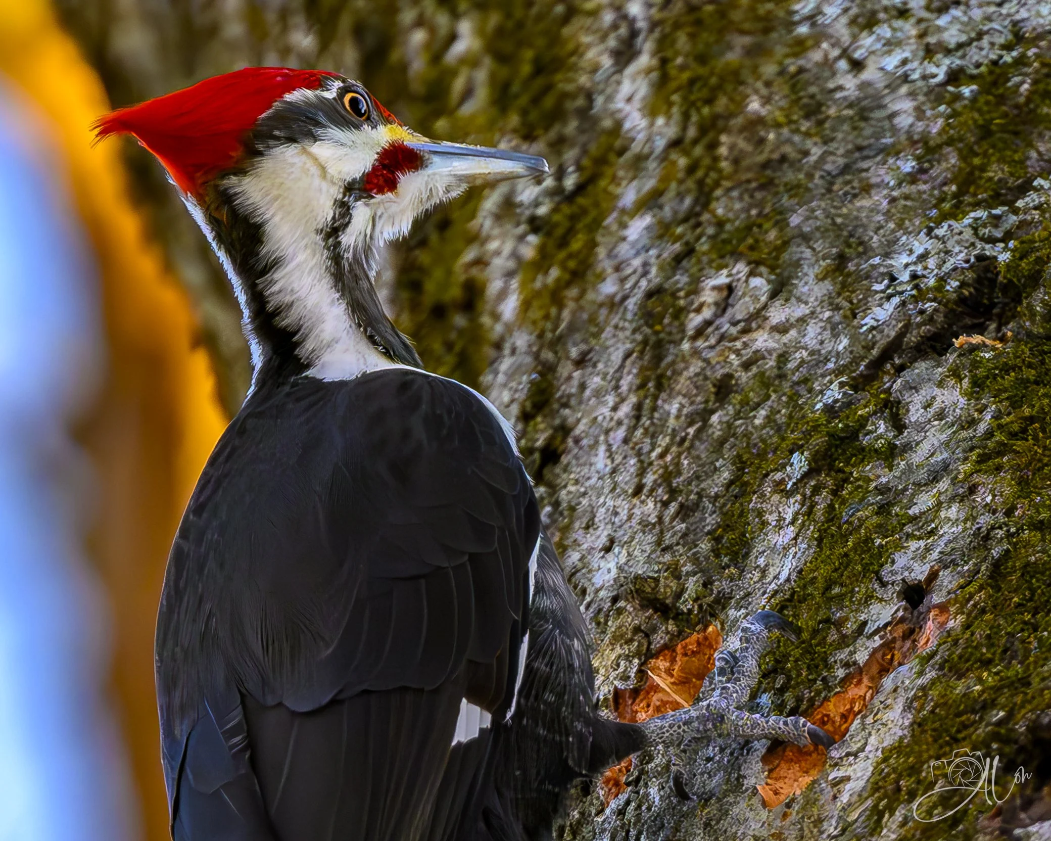 Dave's Not Here
(Pileated Woodpecker)
0Z87849