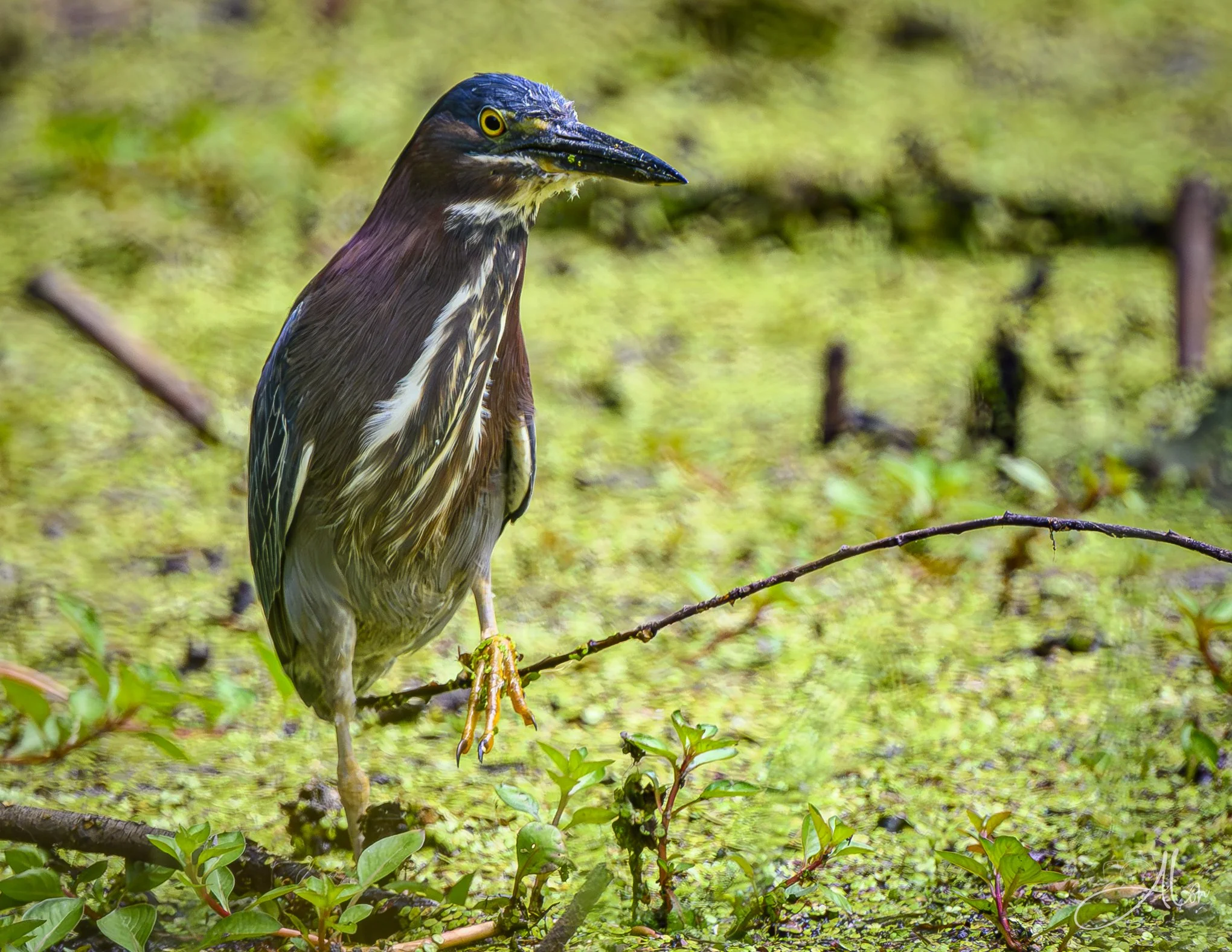 Being Casj (Green Heron) Z8062126_8041