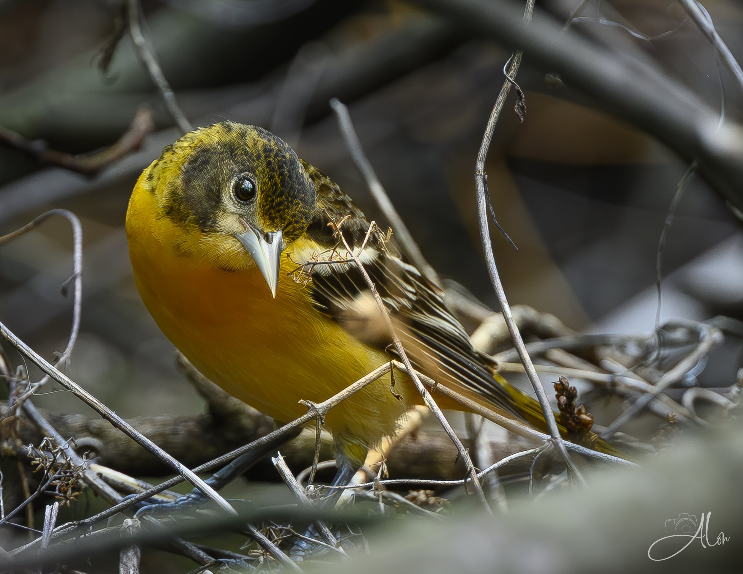 (Baltimore Oriole) 0Z89077