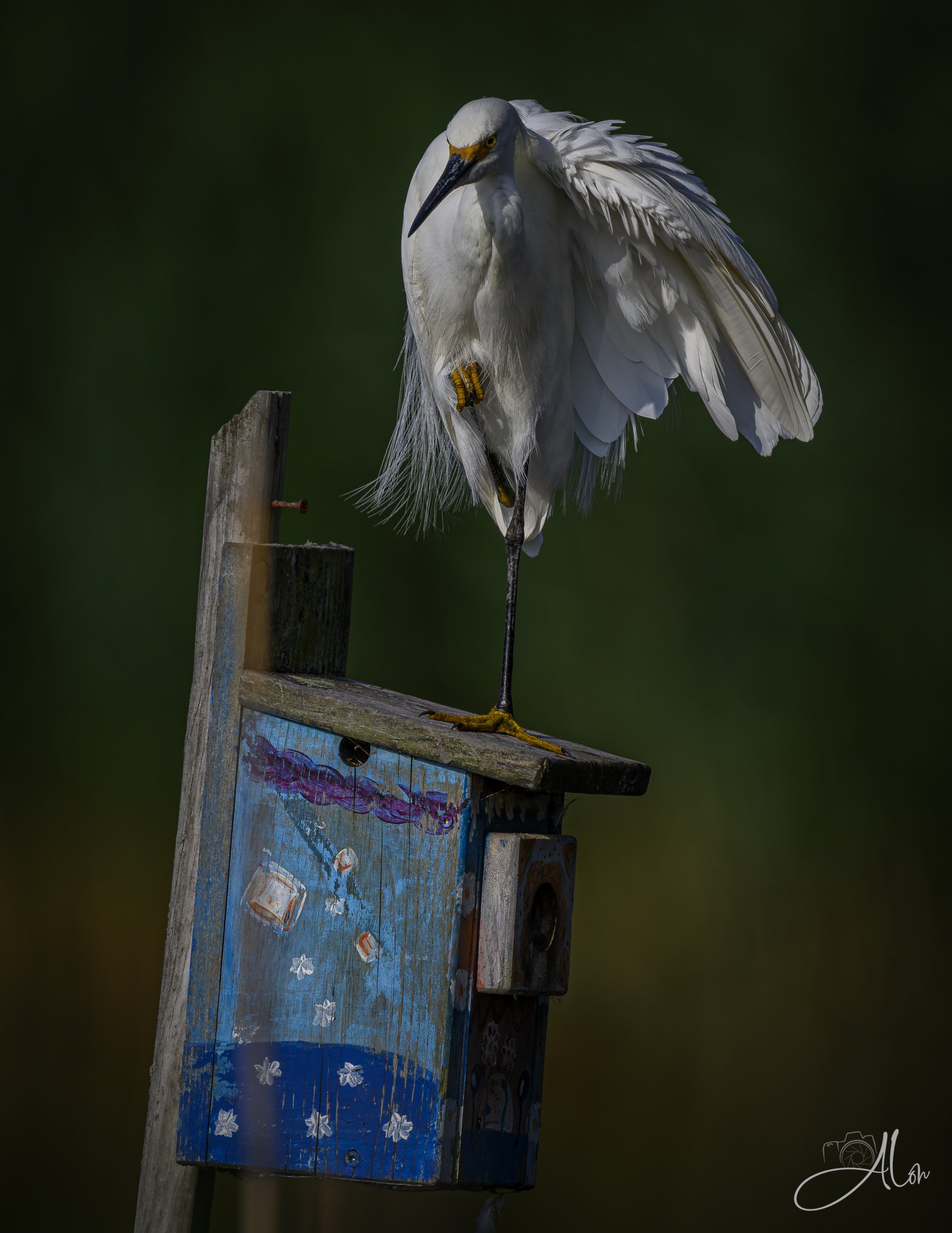 Starry Night 3 (Snowy Egret) 071226_4998
