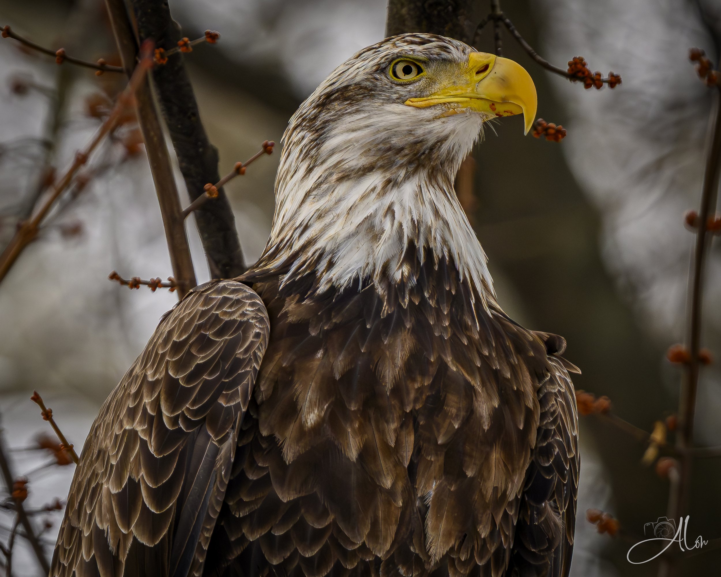 I Got This! (Bald Eagle) 0Z88699