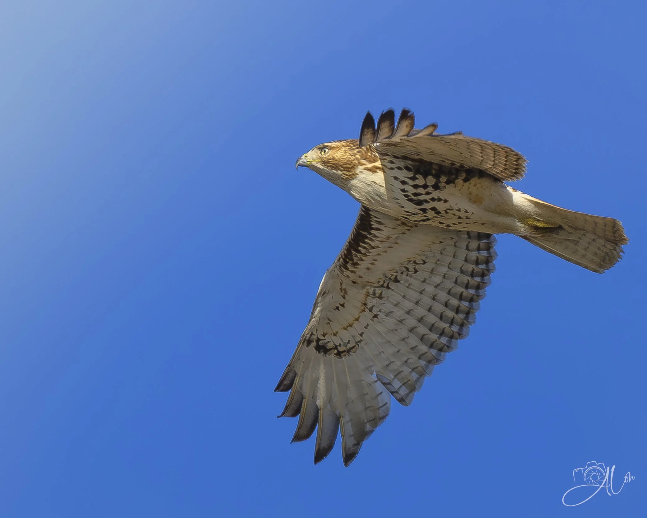Go Into the Light
(Red-Tailed Hawk)
0Z81462