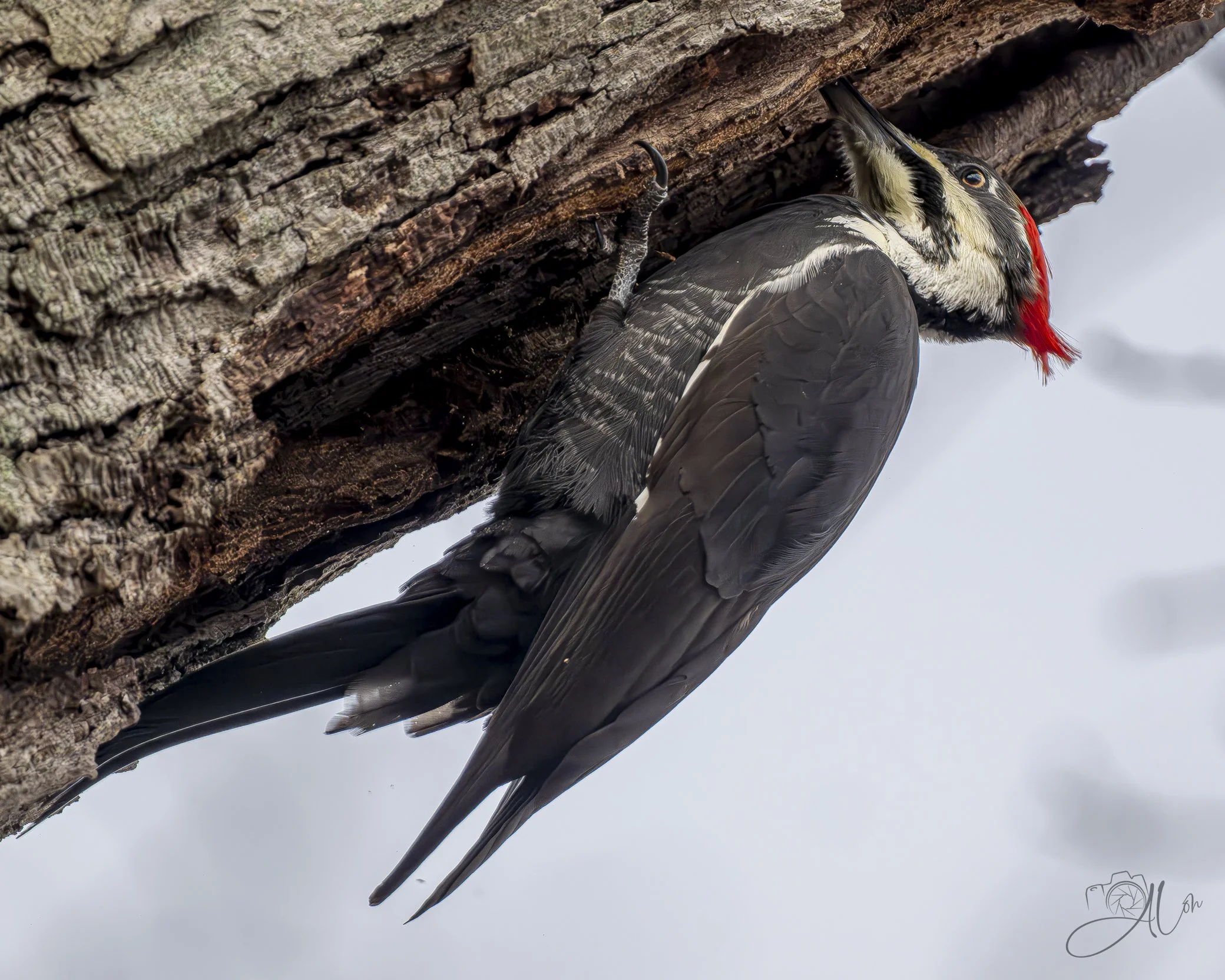 From the Bottom...Up
(Pileated Woodpecker)
0Z83051