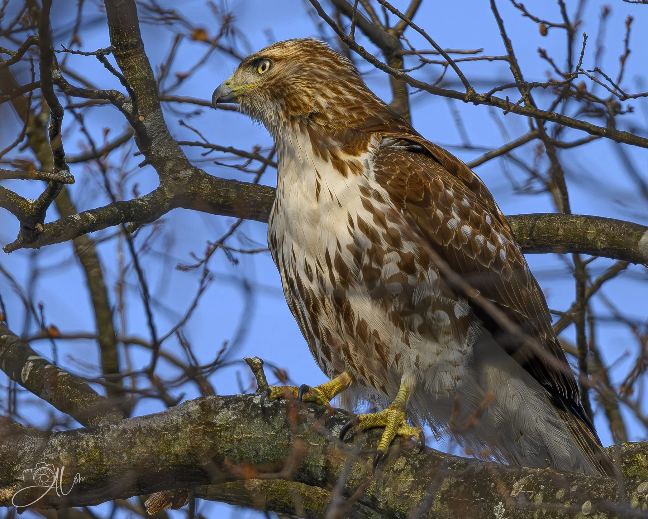 Concern
(Red-Tailed Hawk)
0Z87022